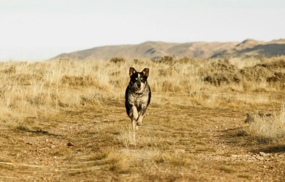 A dog running on a dirt trail through a dry, grassy landscape with hills in the background.