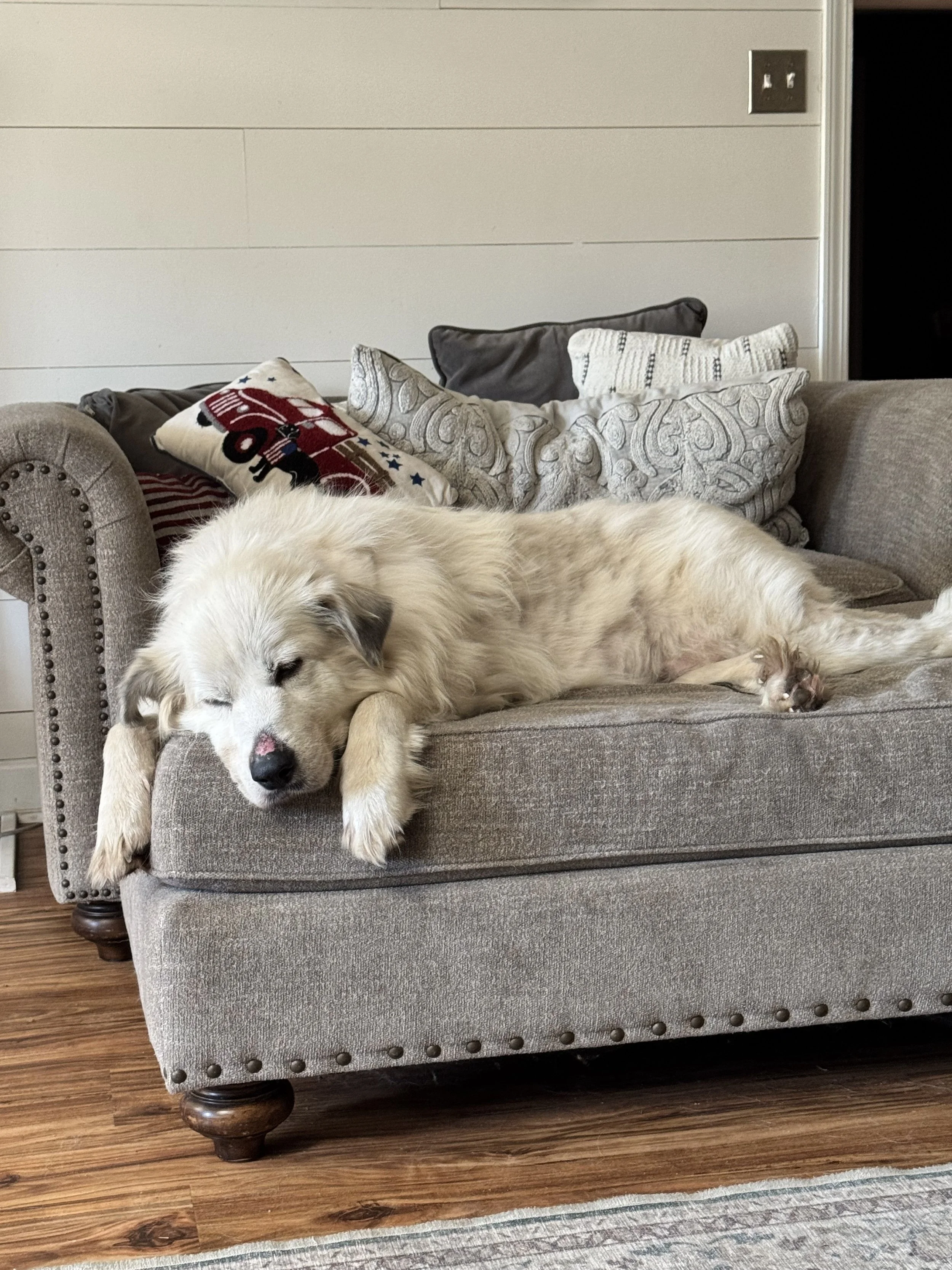 A sleeping light-colored dog lying on a gray couch with decorative pillows, in a cozy living room.