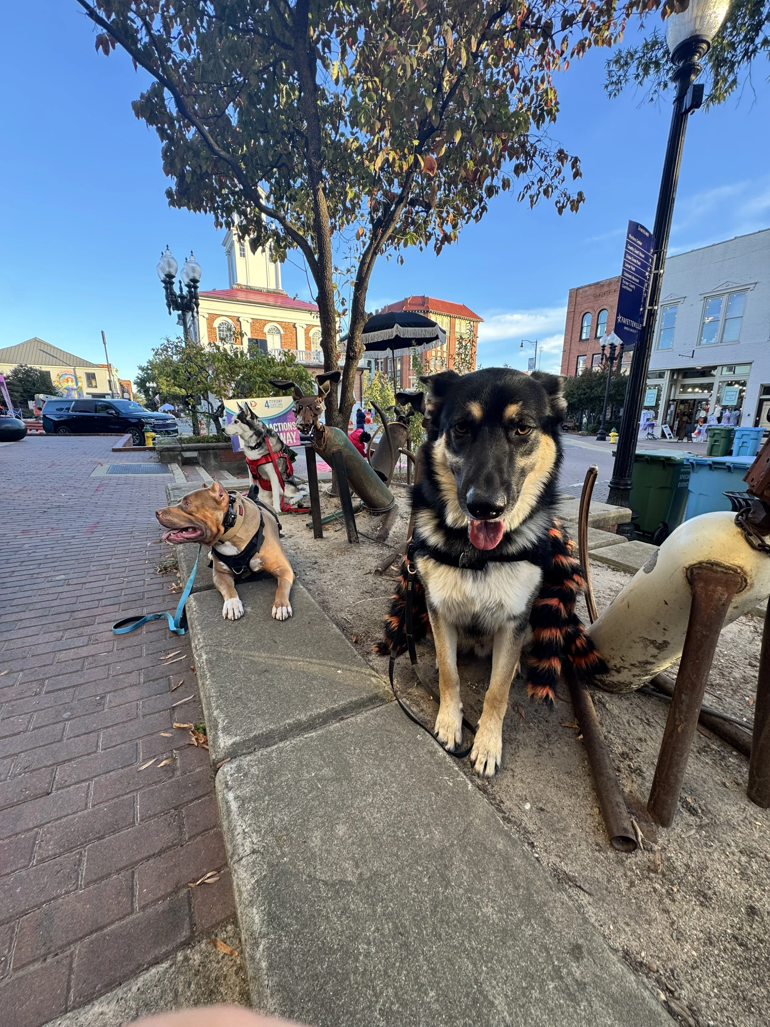 Four dogs sitting on a sidewalk in a small town, with one dog in the foreground and the others behind it, visible under a tree and near vintage-style horsehoes and hardware decor.
