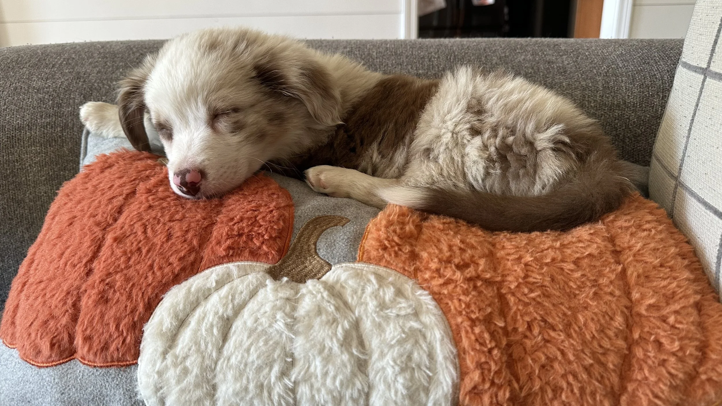 A sleeping puppy with a white and brown fur pattern is lying on a Halloween-themed blanket shaped like a pumpkin, which is on a gray couch.