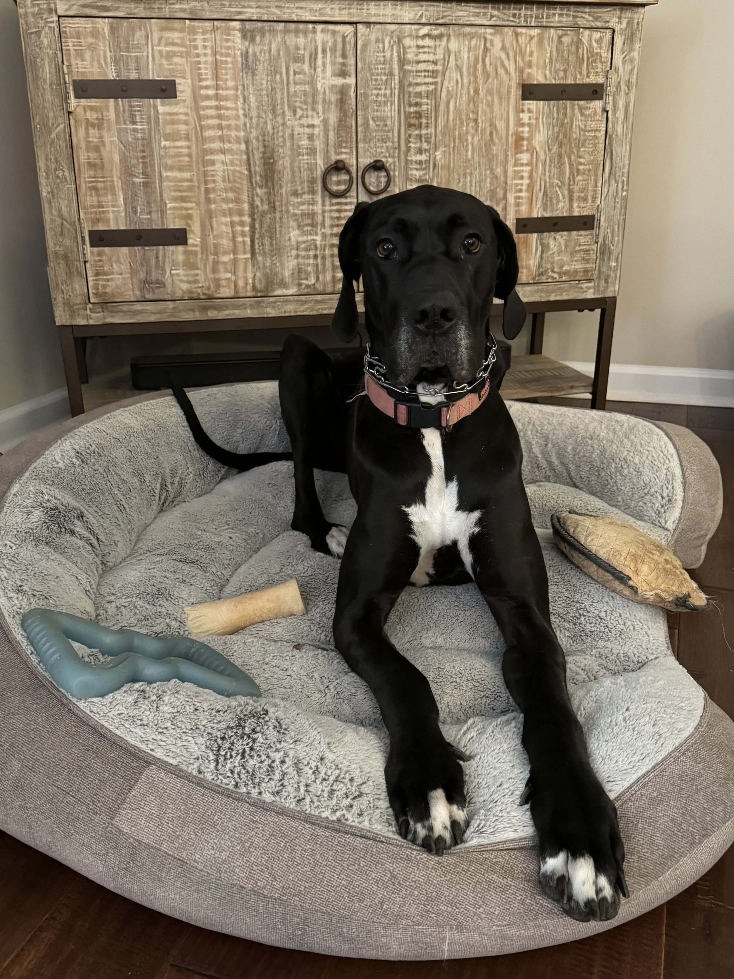 A black dog with white markings on its chest and paws, lying on a plush dog bed with toys nearby, in a room with a wooden cabinet in the background.