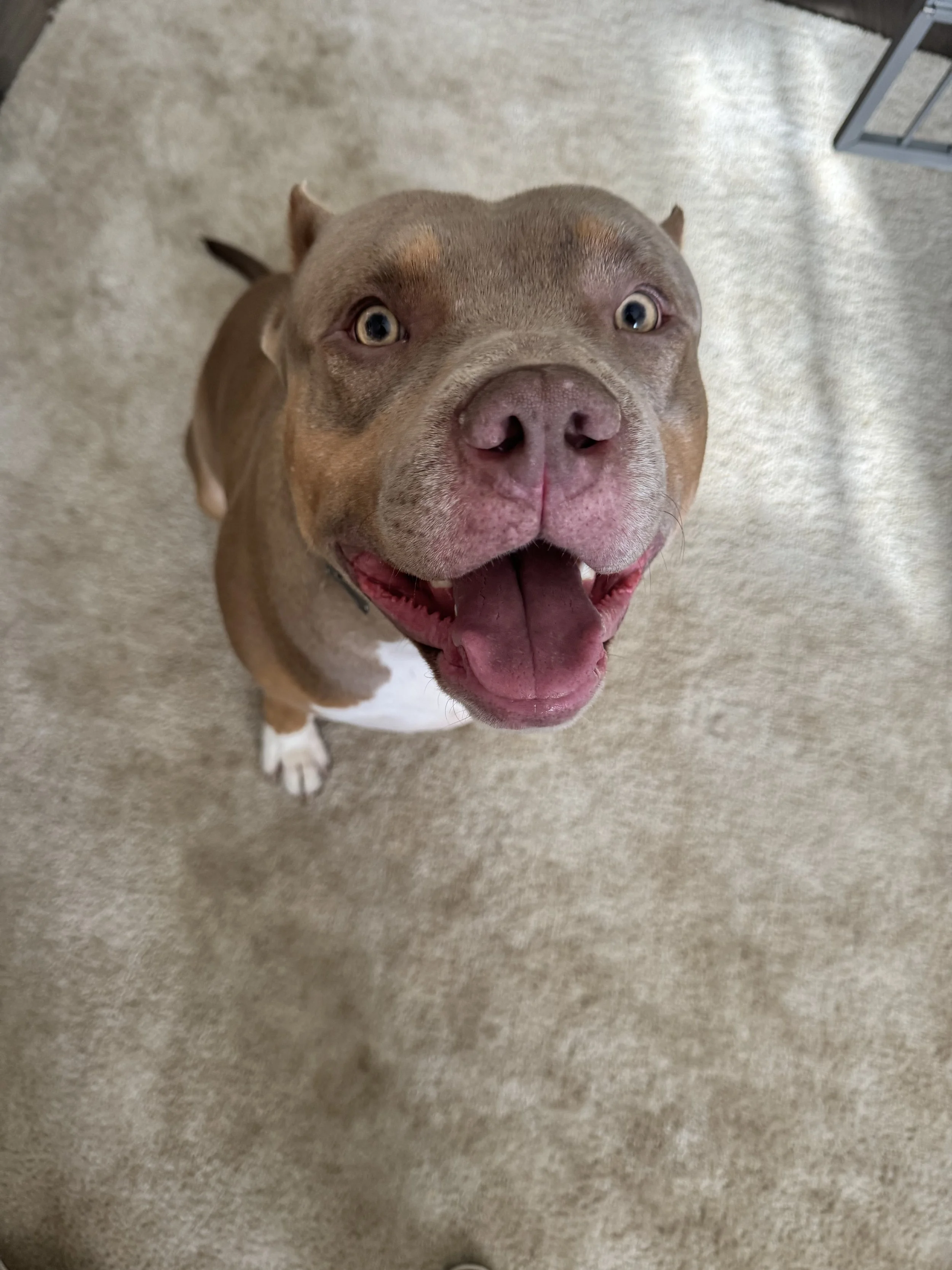 A happy brown dog with light eyes looking up, showing its open mouth and pink tongue, standing on a beige carpet.