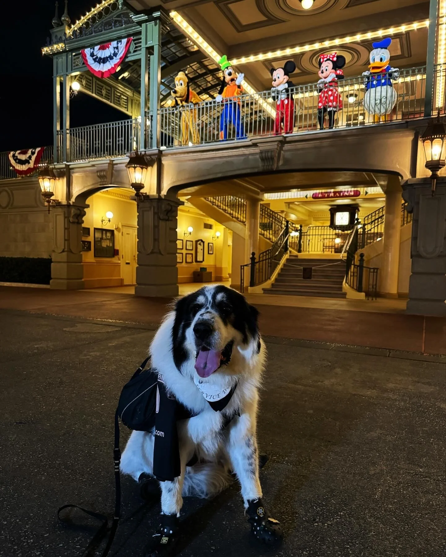 A dog wearing wheel accessories sits in front of a decorated, illuminated building with costumed characters on a balcony, including Mickey Mouse, Minnie Mouse, and Disney characters, during nighttime.