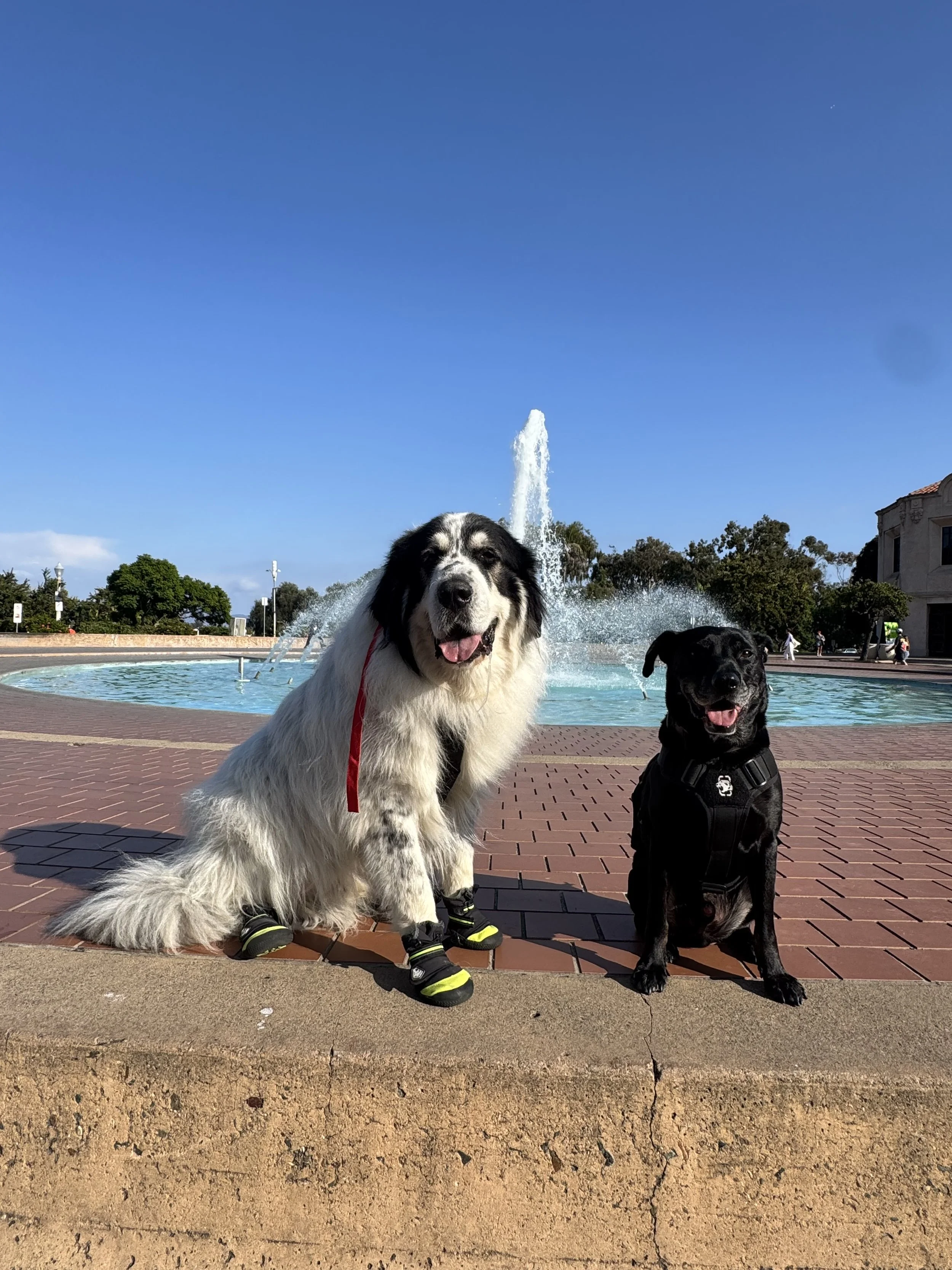 Two dogs sitting by a fountain in a park on a sunny day.