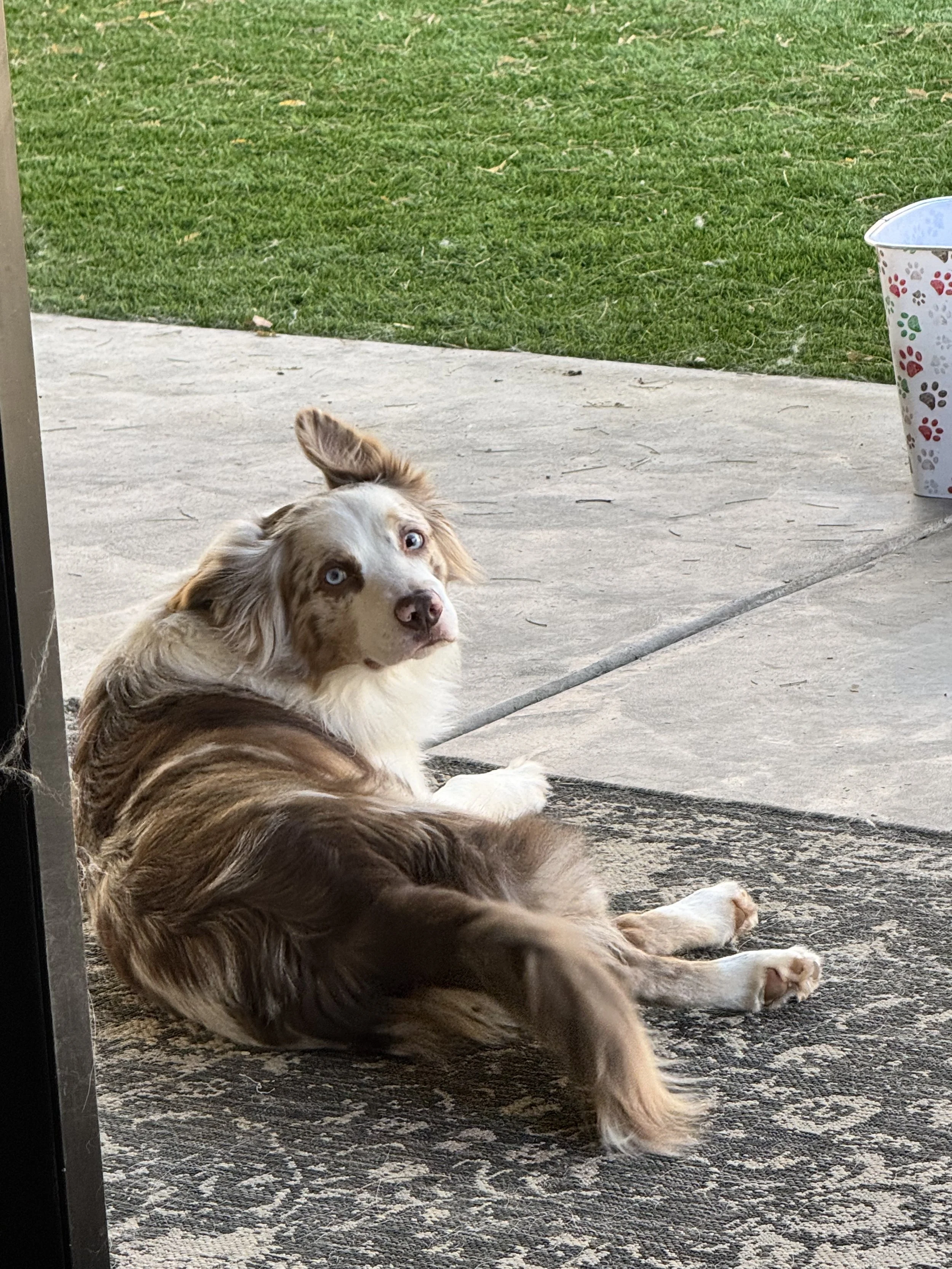 A brown and white Australian Shepherd dog with blue eyes is sitting on a black and white patterned rug near a sliding glass door, looking towards the camera, with green grass and a white flowered container outside.