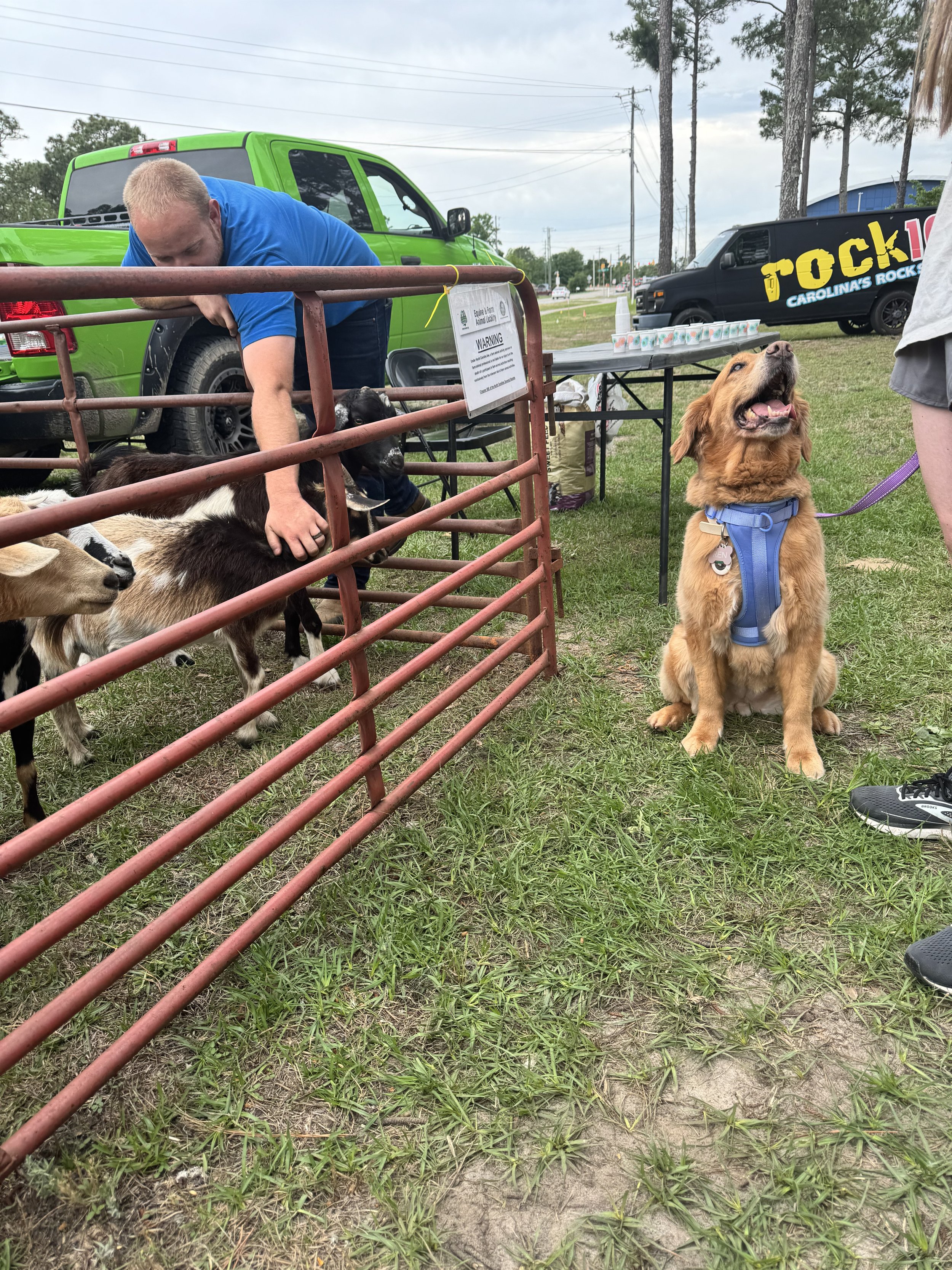 A man petting baby goats in a small enclosure at an outdoor event. There is a golden retriever dog sitting outside the enclosure, looking up with a happy expression.