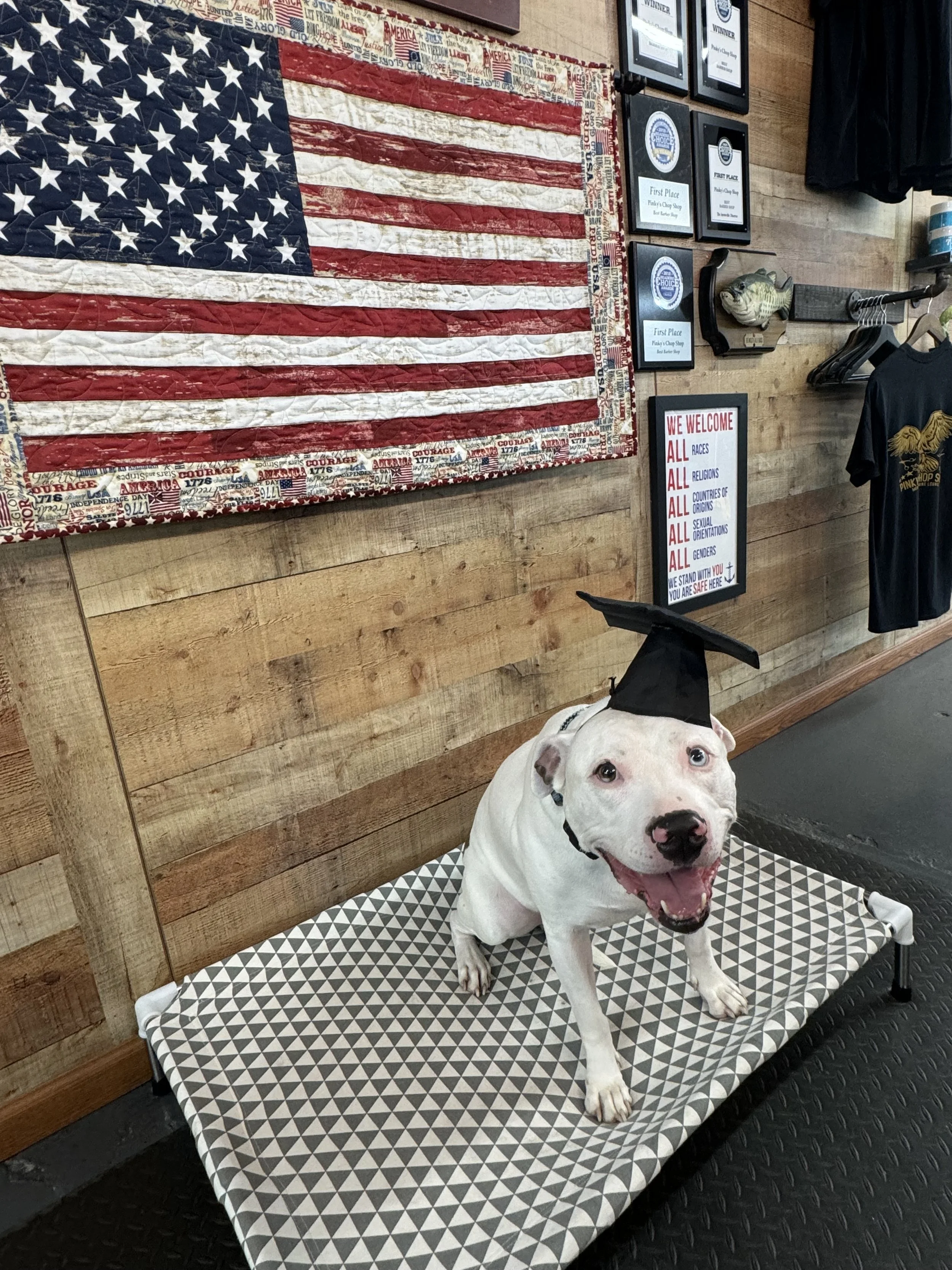 A white dog wearing a graduation cap is sitting on a patterned platform in front of a wooden wall decorated with an American flag, awards, a fish sculpture, and a sign that welcomes all races, religions, origins, orientations, and genders.