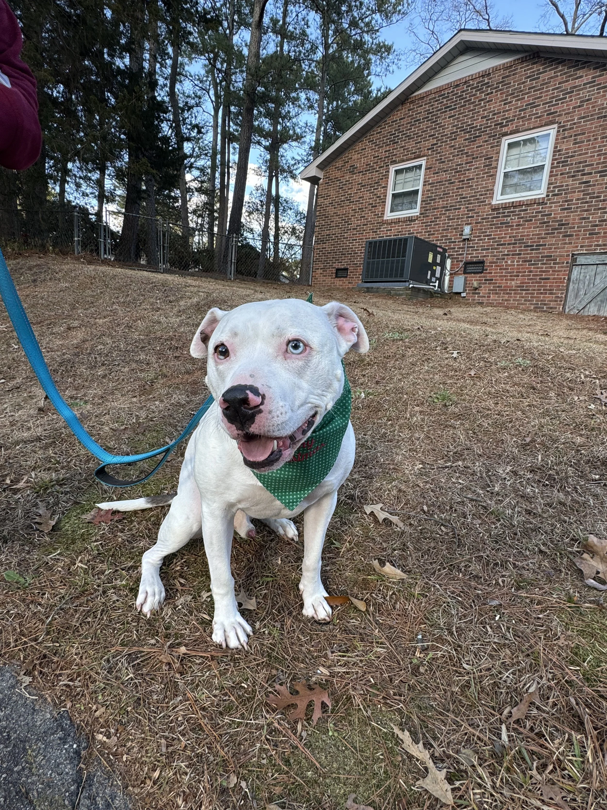 A white dog with a black-spotted nose and blue eyes sitting on dry grass, wearing a green bandana, on a leash held by a person partially visible on the left.
