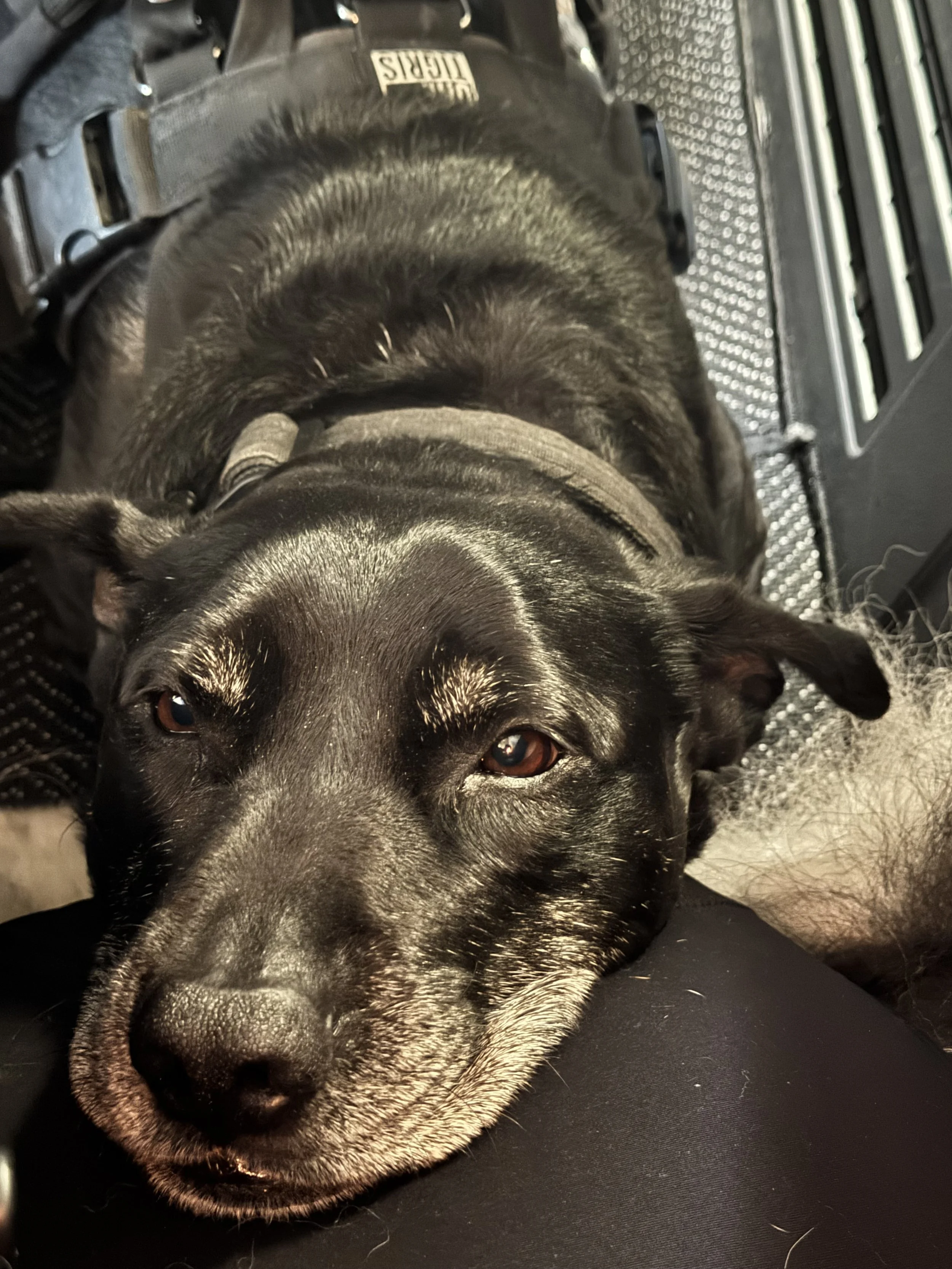 A black and gray dog resting its head on a person's leg, lying on a textured metal surface.