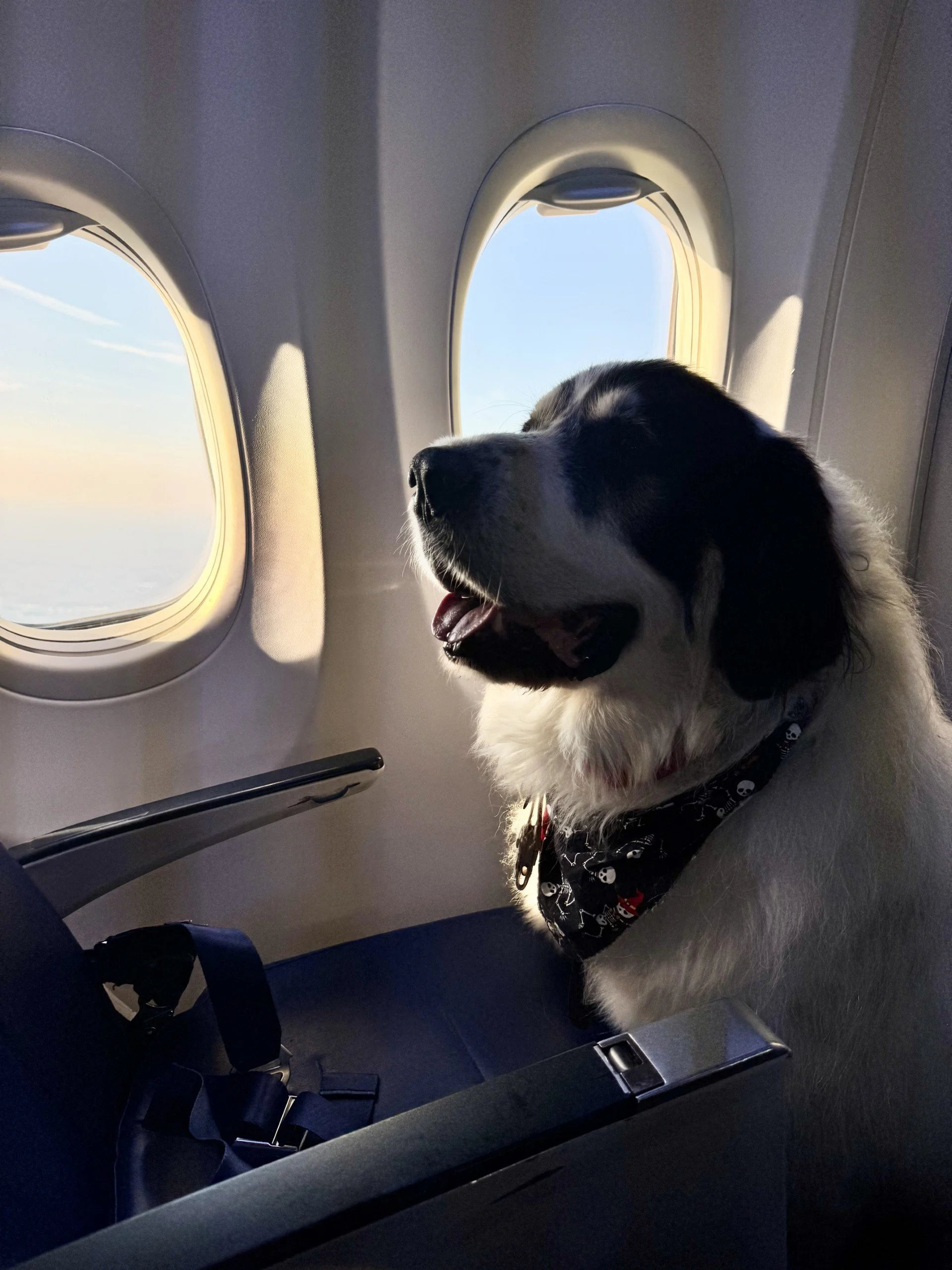 Service Dog Flight Training