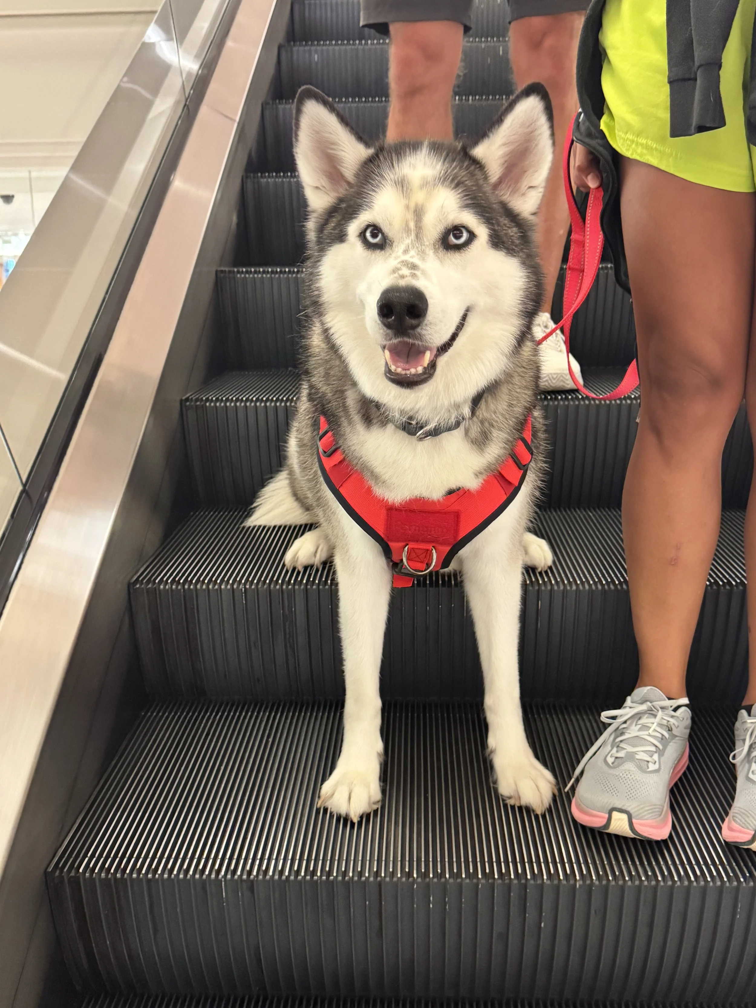 A smiling Siberian Husky wearing a red harness on an escalator, with a person's legs visible beside it.