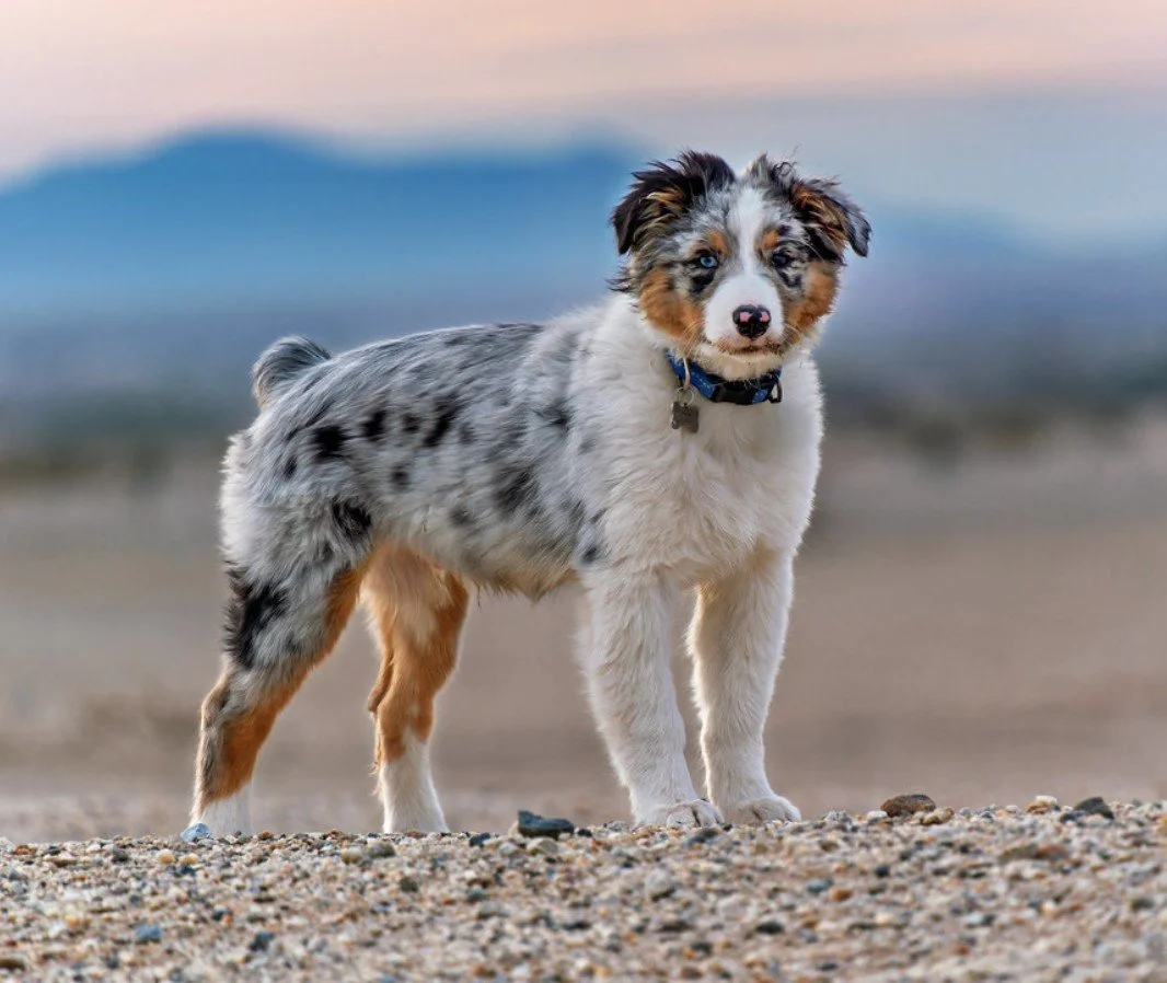 Advanced OB: Off Leash
