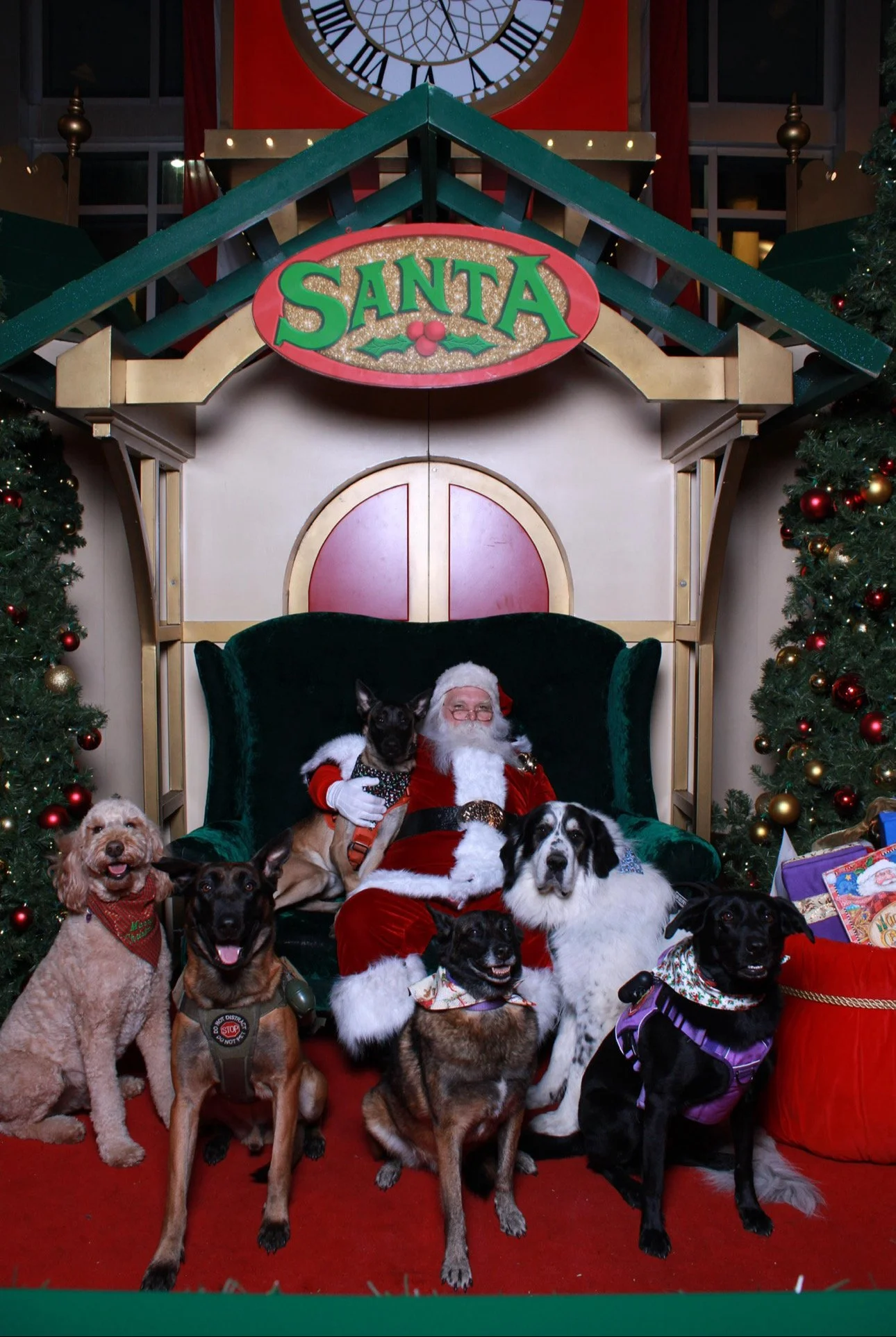 Santa Claus sitting on a large green velvet chair surrounded by six dogs, with Christmas trees on either side. Santa is wearing his traditional red suit with white fur trim, and there is a sign that says 'Santa' above him. The scene is decorated for 