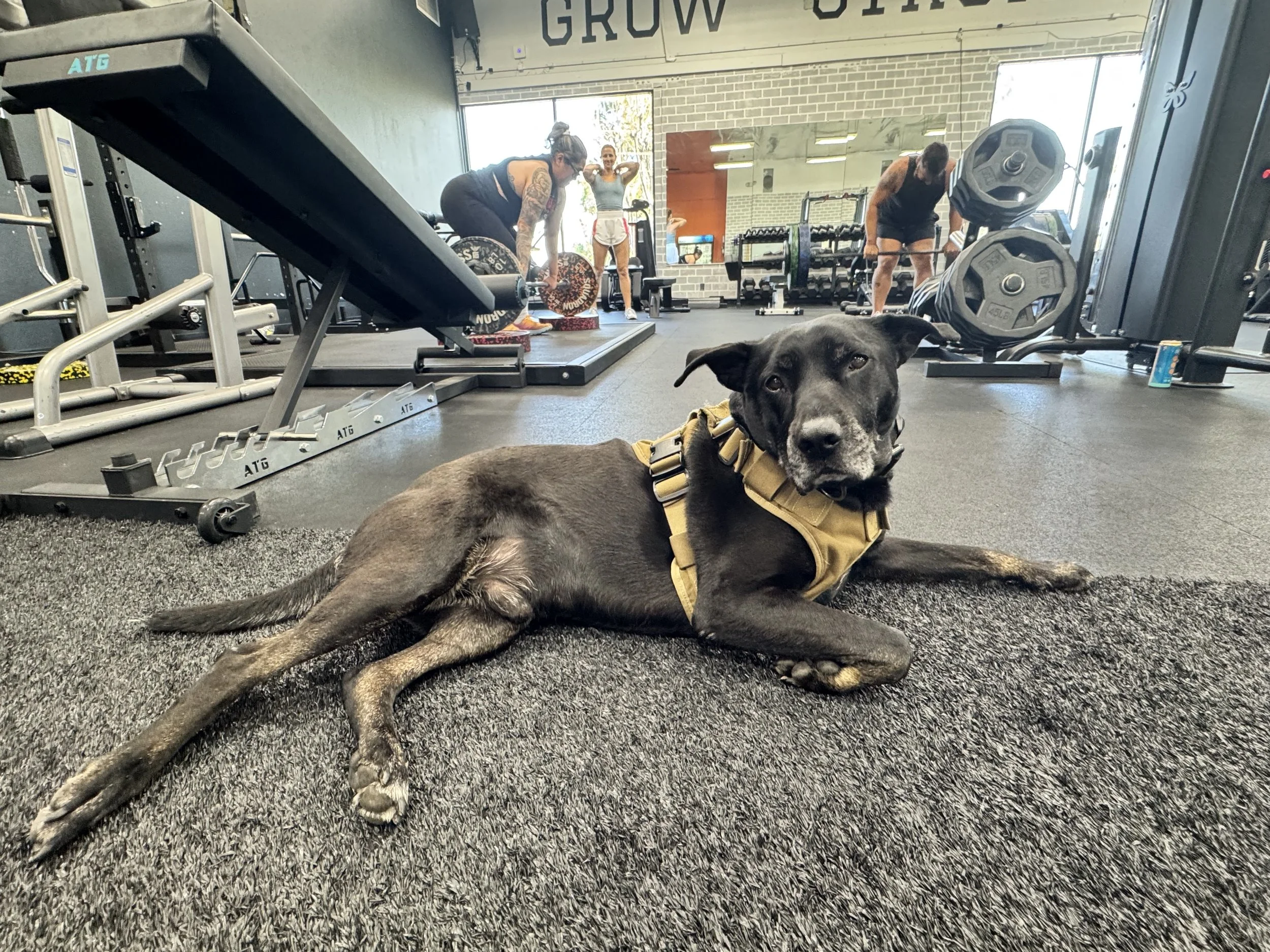 A black dog with a beige harness lies on a black carpet inside a gym, looking at the camera with one ear slightly raised. In the background, people are lifting weights and doing exercises.
