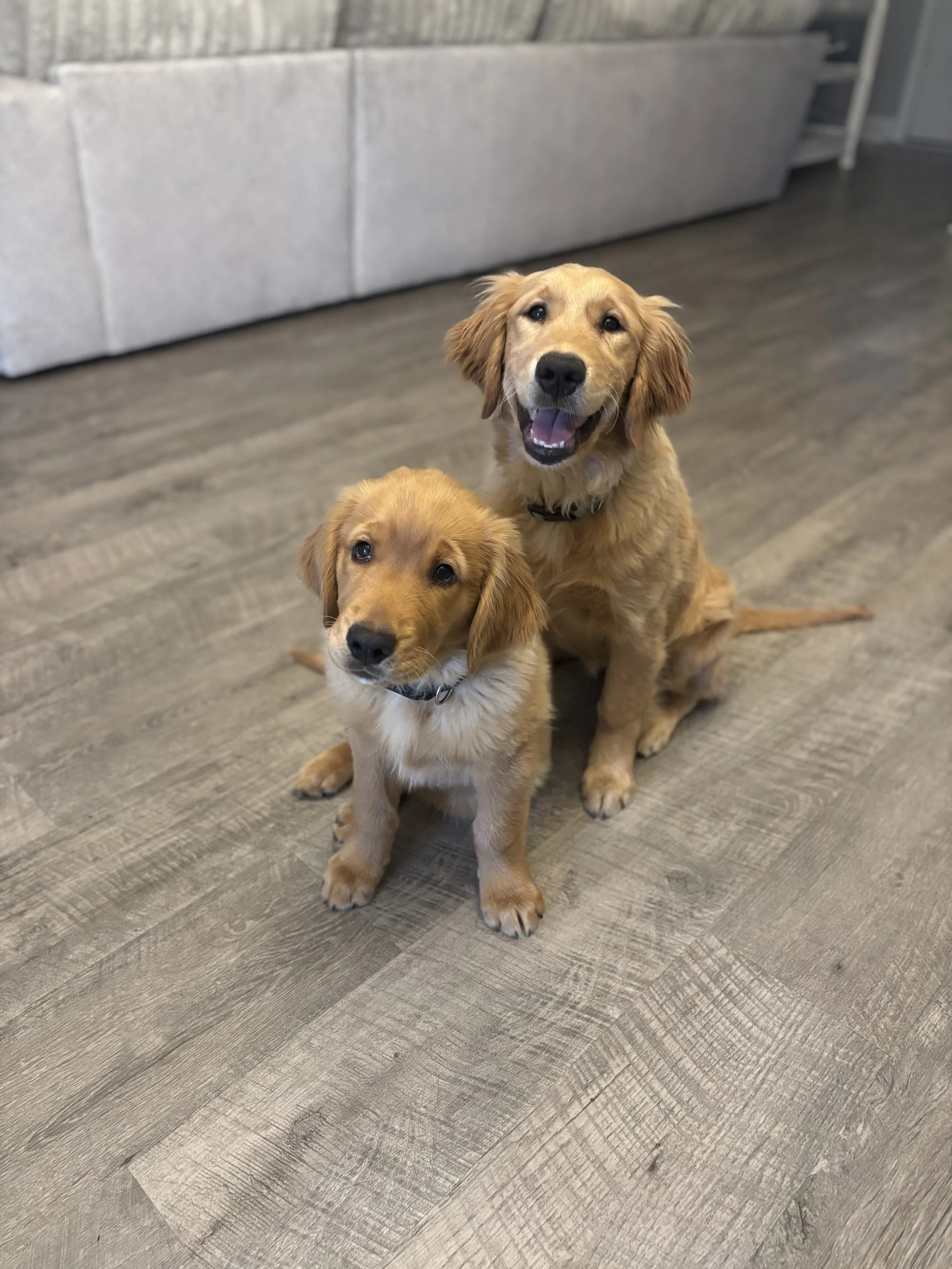 Puppy Headstart