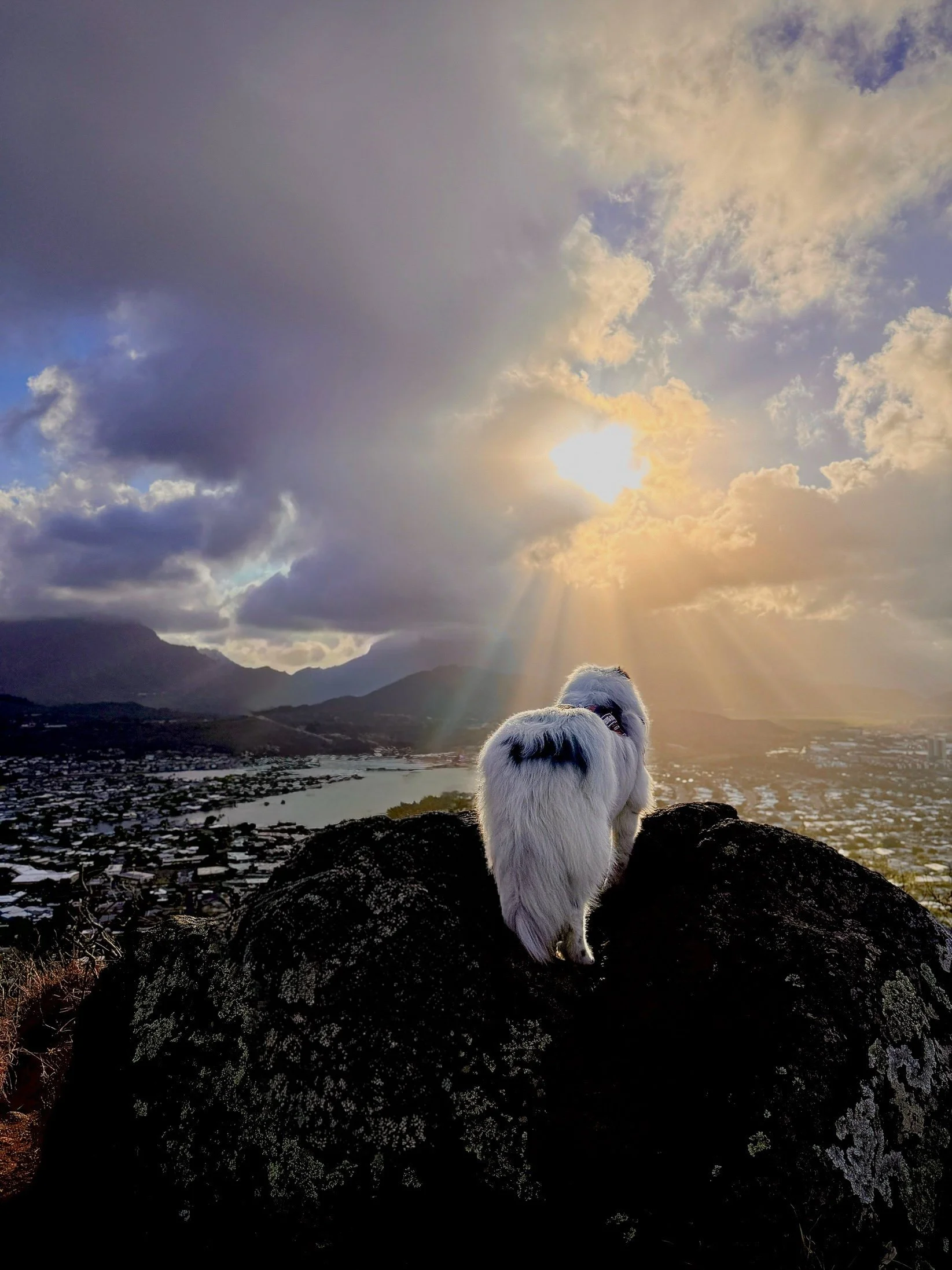 A small white dog with black markings on its fur standing on a rocky outcrop, overlooking a landscape with a river and city, during a sunset with rays of sunlight breaking through clouds in the sky.