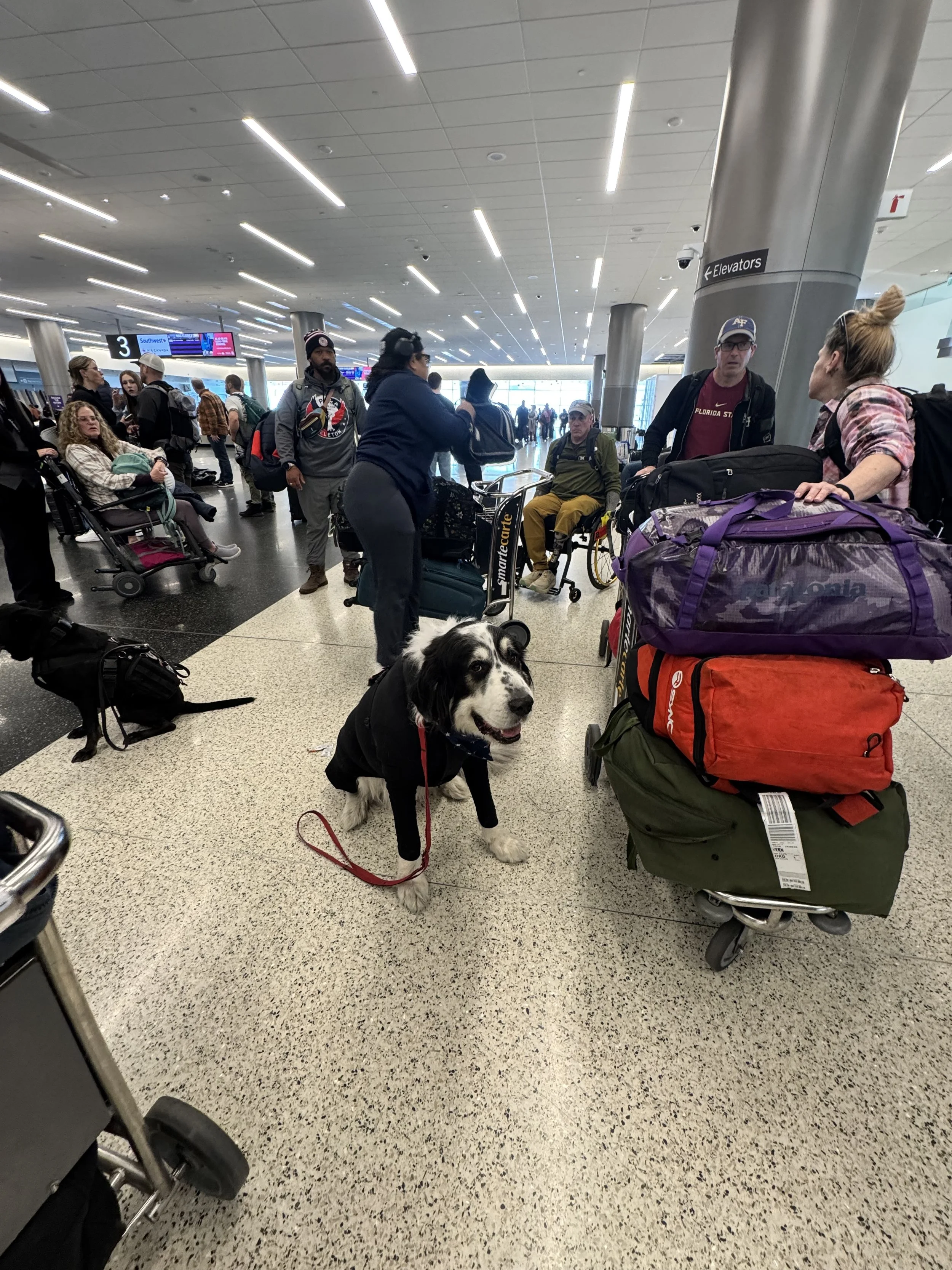 A black and white dog wearing a black sweater standing on a speckled floor at an airport, surrounded by people with luggage and wheelchairs, with a large stack of packed bags nearby.