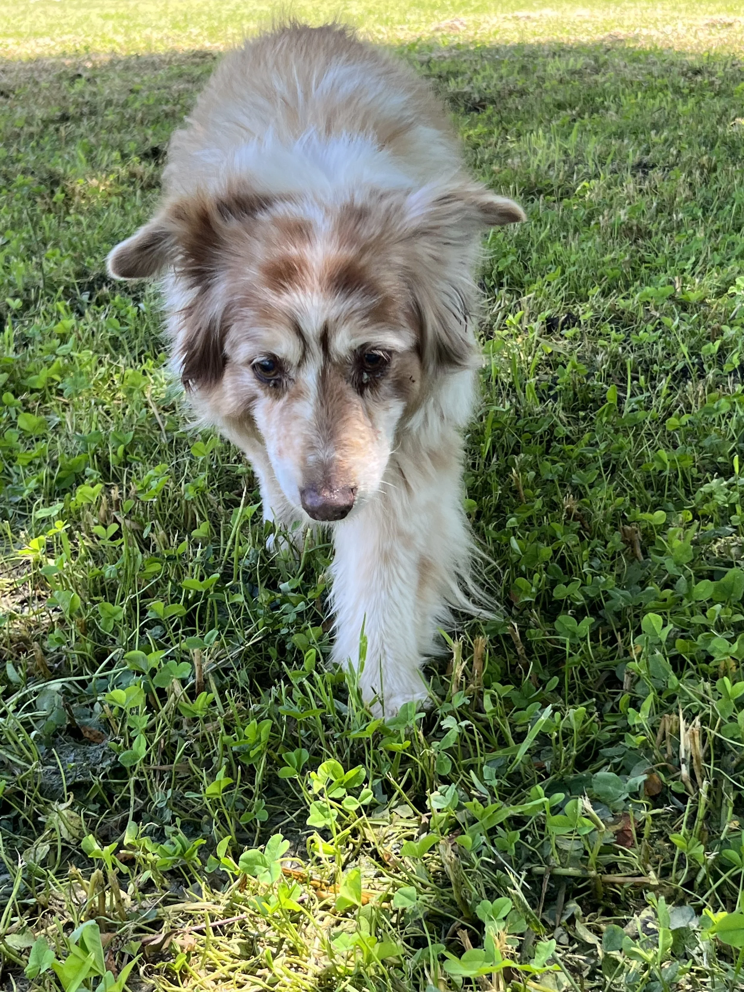 A fluffy Australian Shepherd dog walking on green grass in a park.