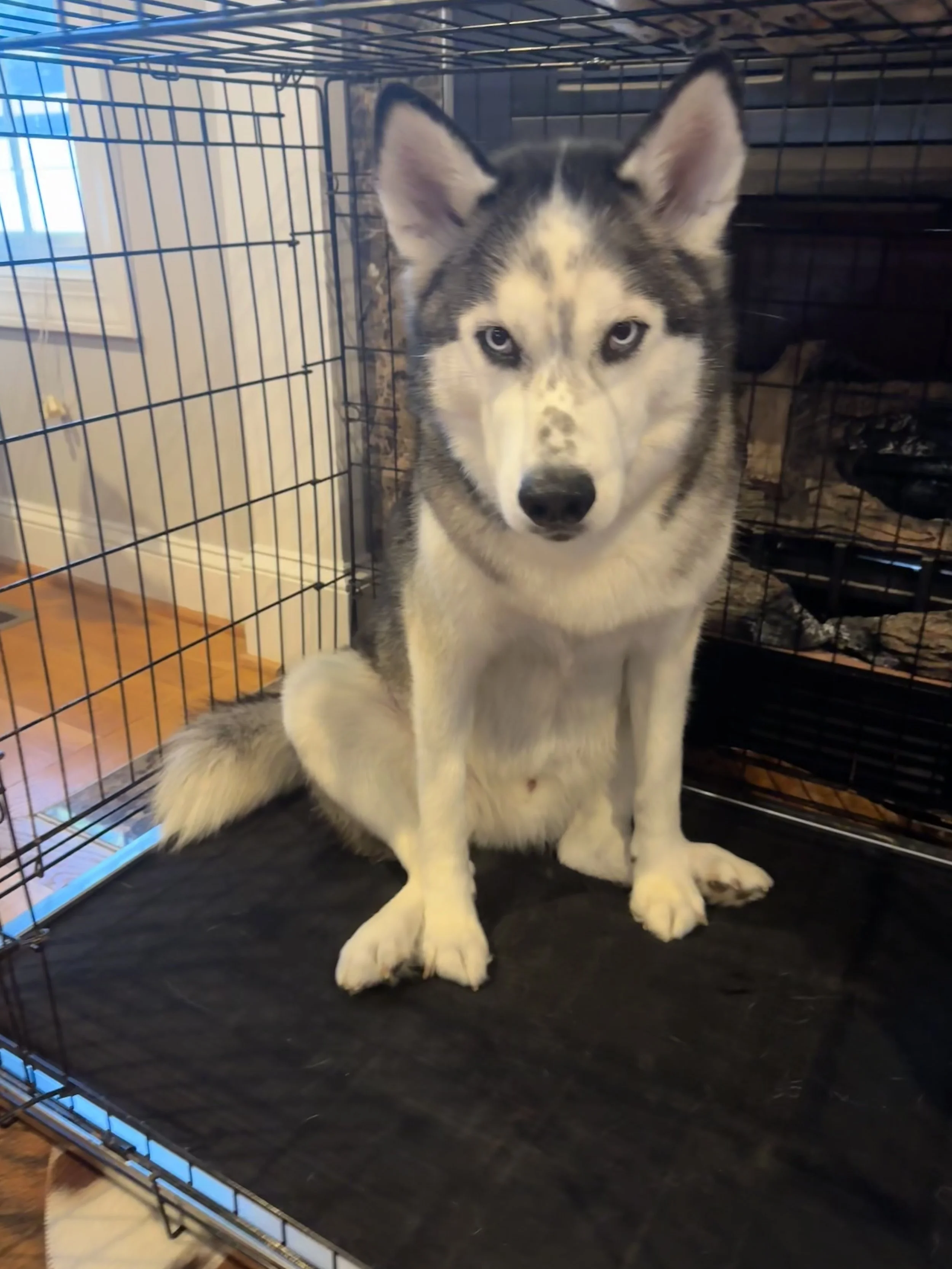 A Husky dog sitting inside a metal crate with a black mat on the bottom.