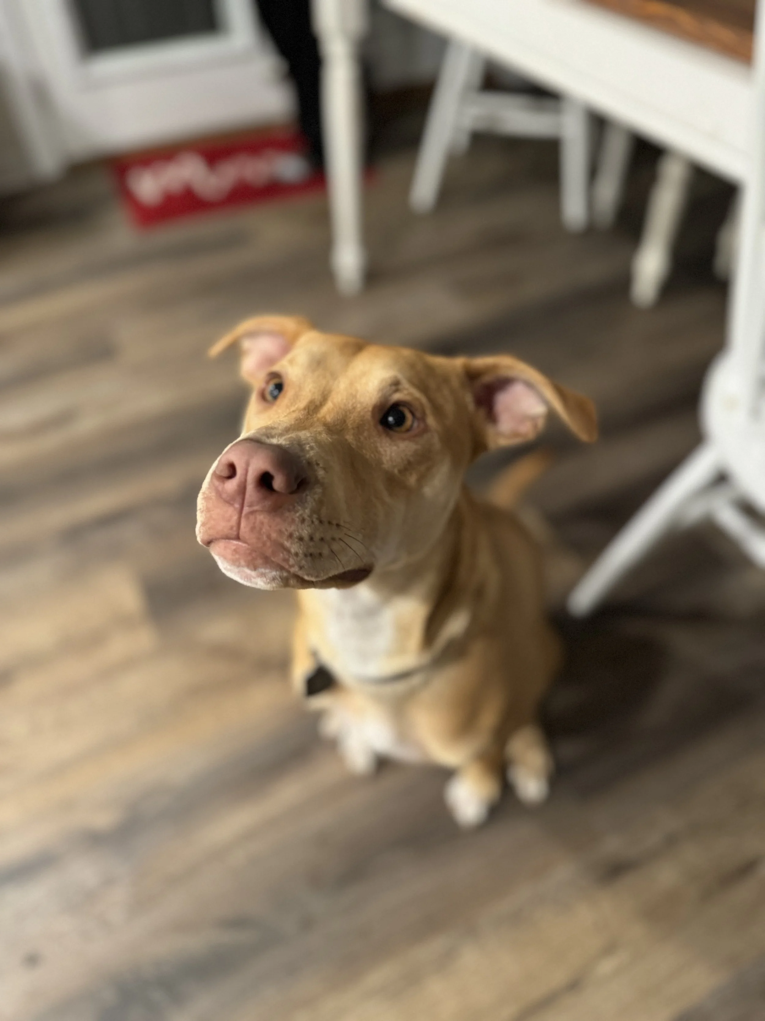 A brown dog with a white chest and paws sitting on a wooden floor, looking up at the camera, with chairs and a dining table in the background.