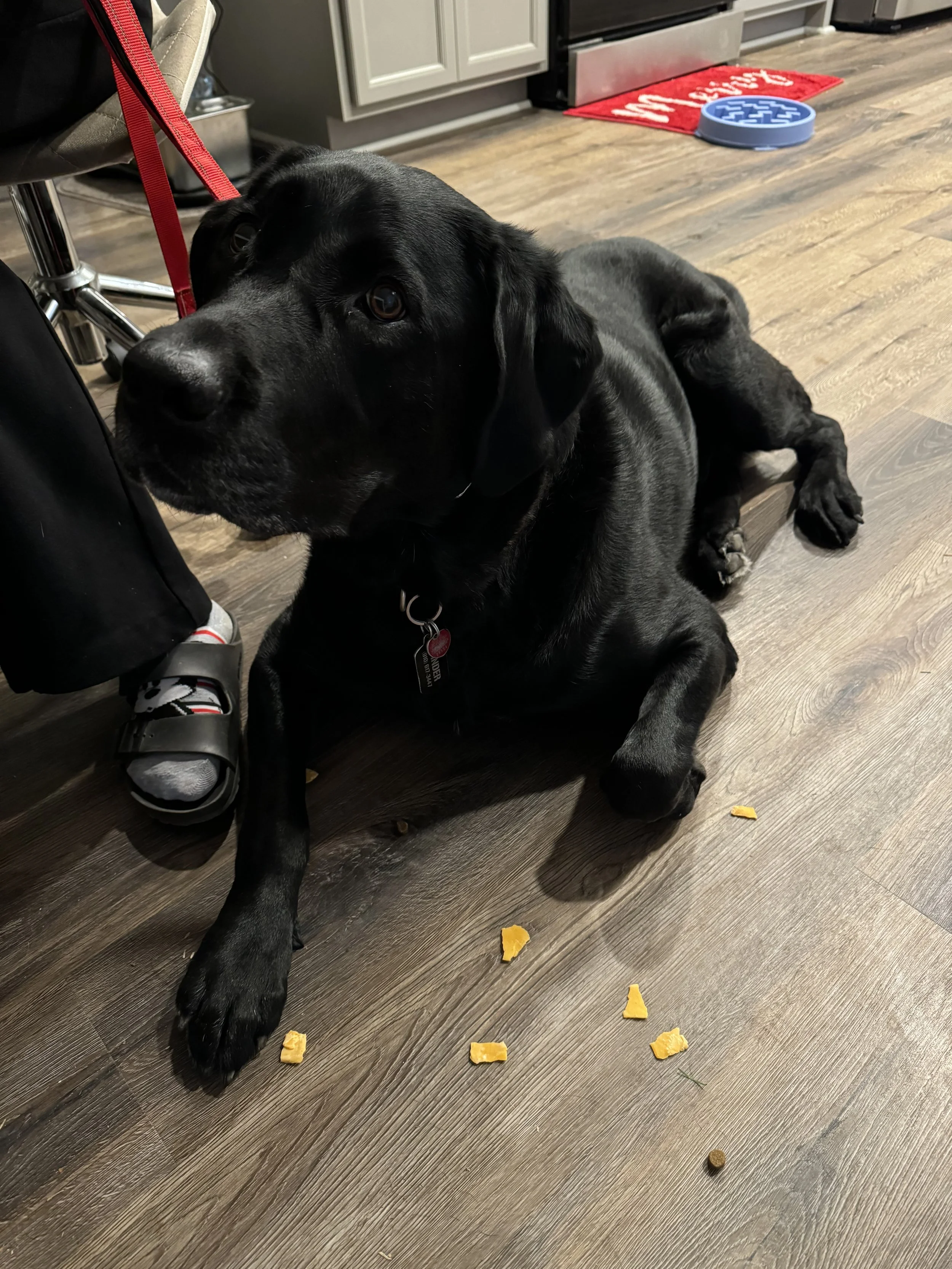 A black Labrador retriever lying on a wooden floor, surrounded by small pieces of cheese, inside a kitchen.