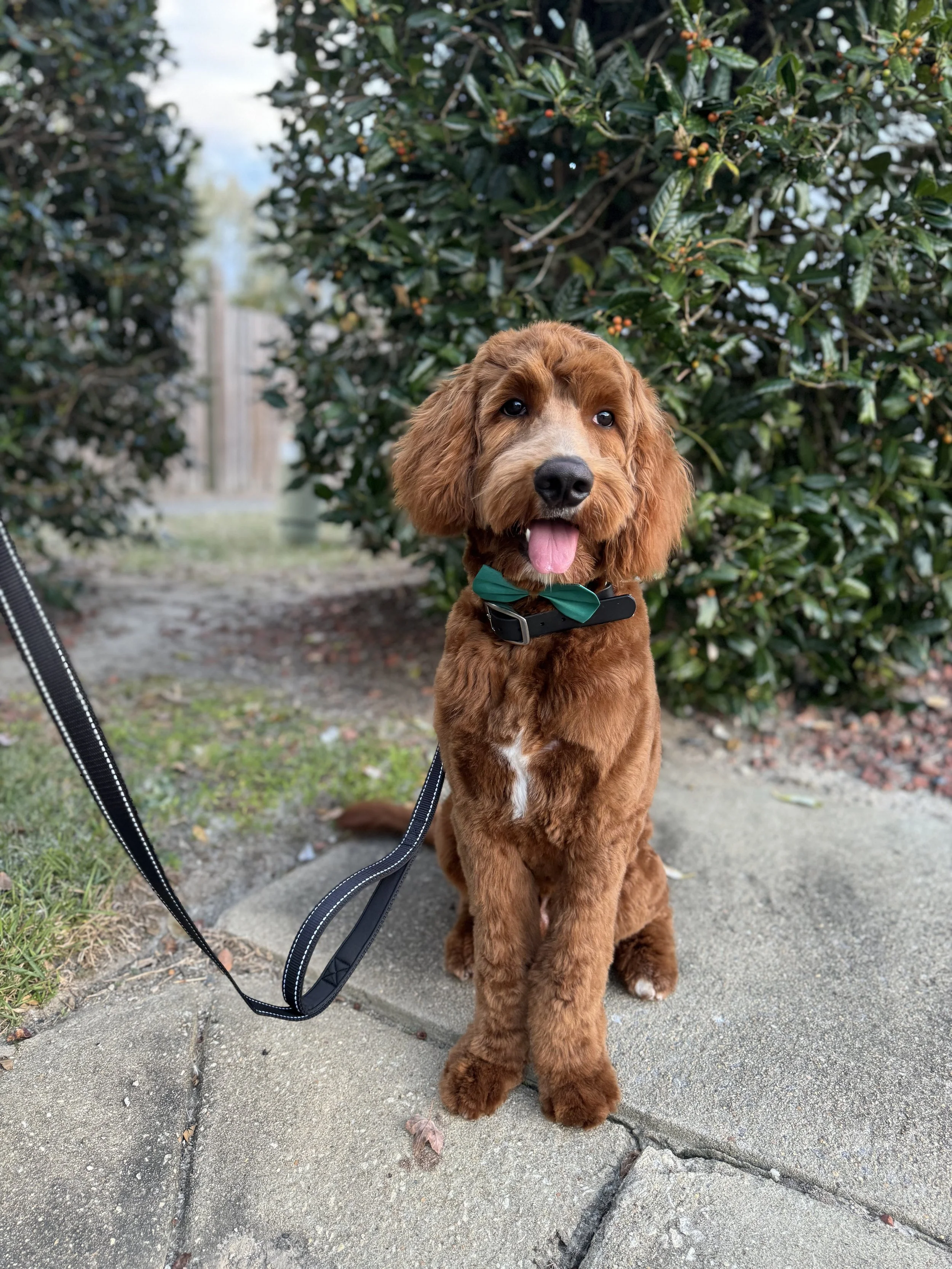 A cute brown poodle puppy with a green bow tie and black collar sitting on a sidewalk with greenery and bushes in the background.
