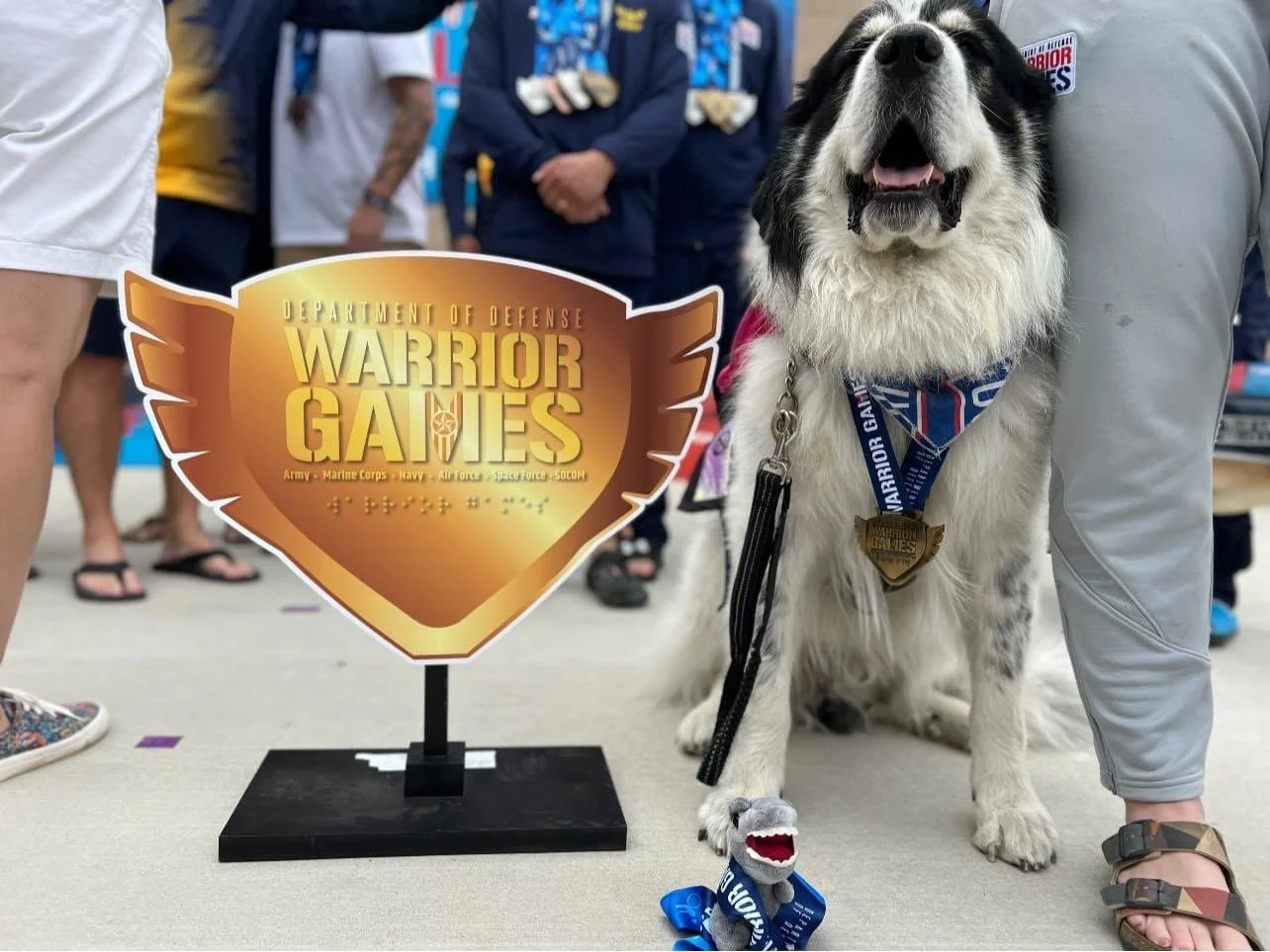 A black and white Newfoundland dog wearing a Warrior Games medal, sitting on the floor next to a person, with a Warrior Games sign and a small plush shark toy with a medal in the foreground, at an indoor event with people in the background.