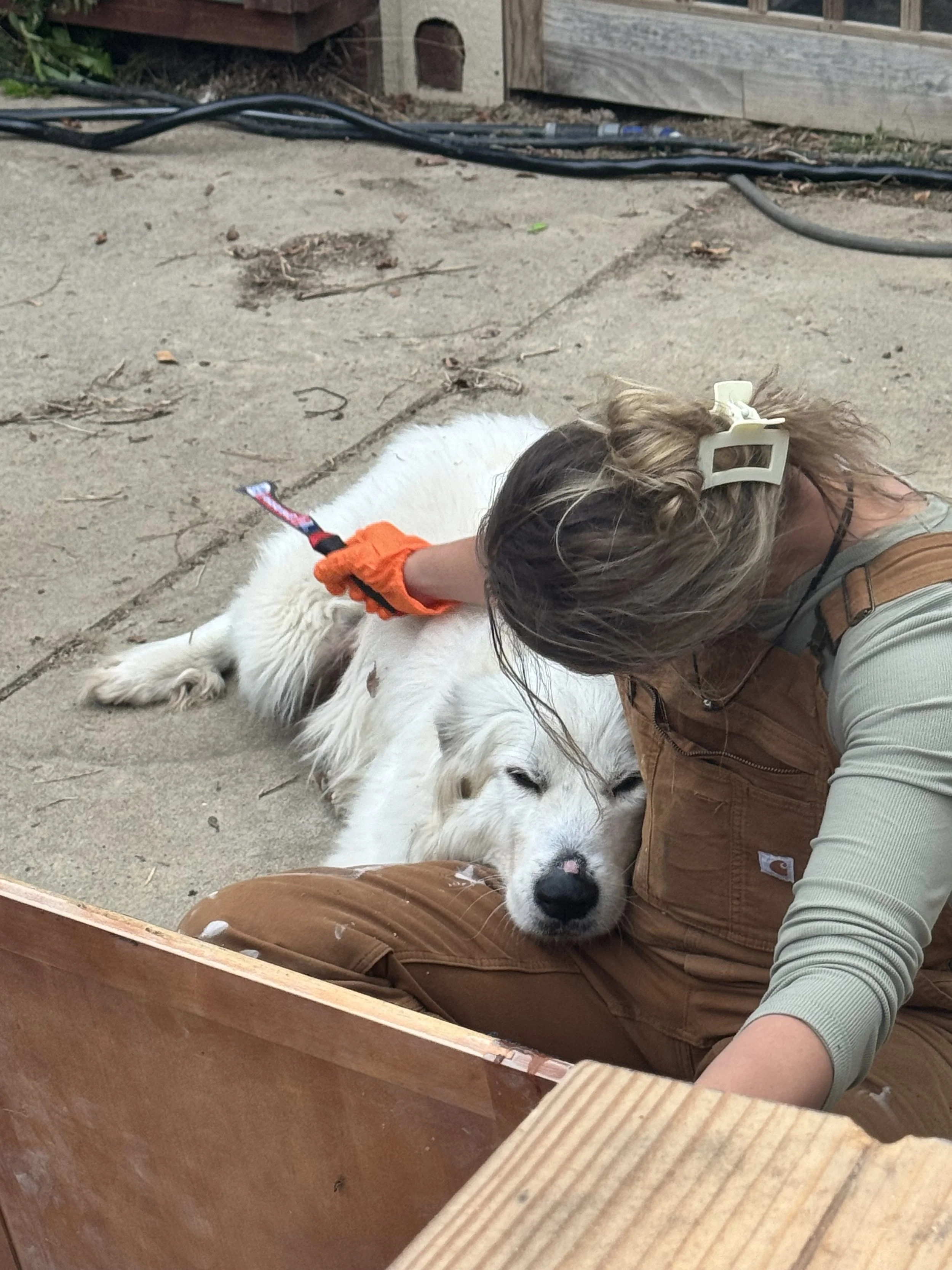 A person with a hair clip, wearing orange gloves and brown overalls, petting a large white fluffy dog lying on the ground.