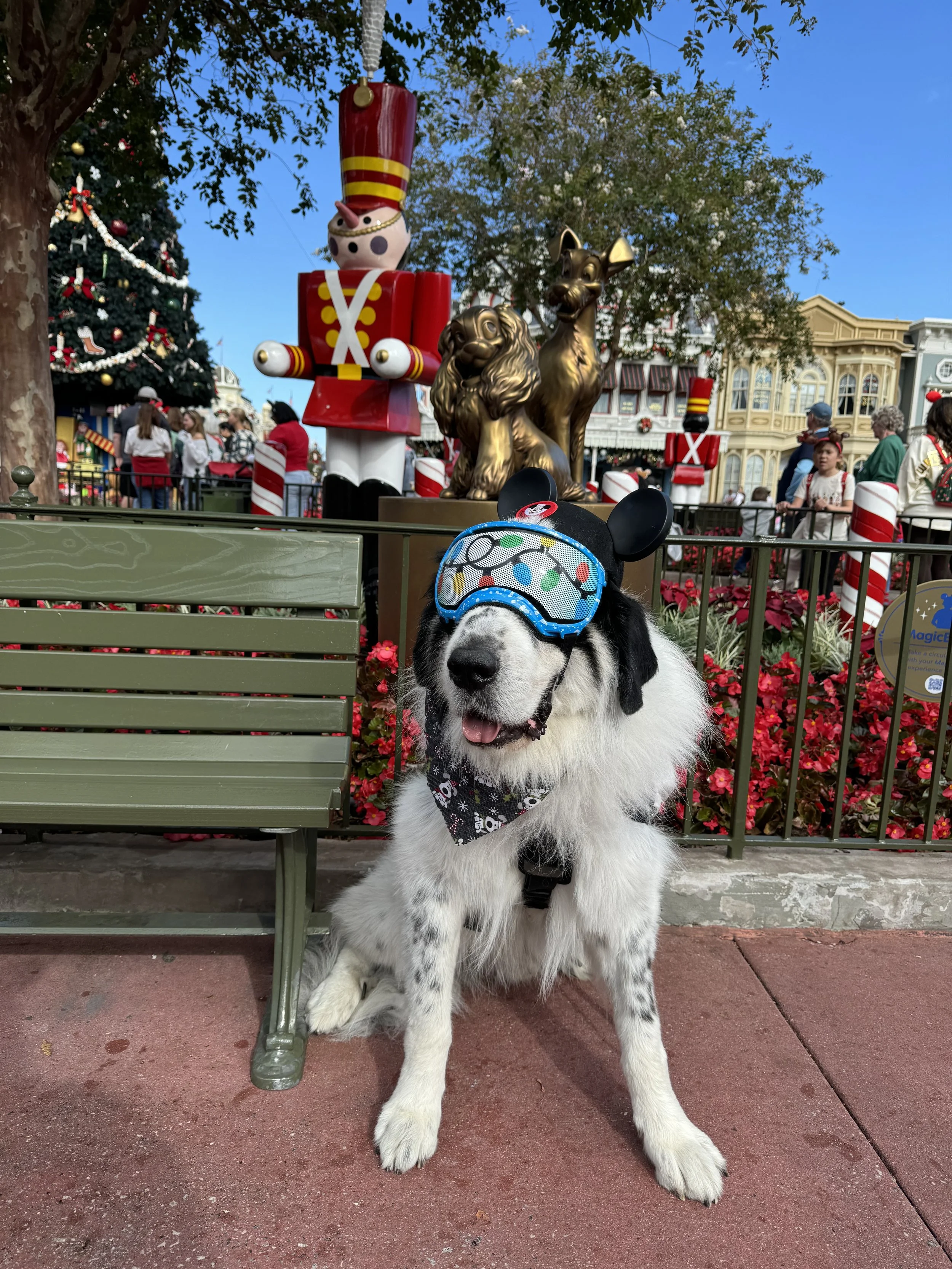 Dog wearing Mickey Mouse ears and a sleep mask, sitting in front of Christmas decorations including a nutcracker, a lion and a dog statue, with people and festive decorations in the background.