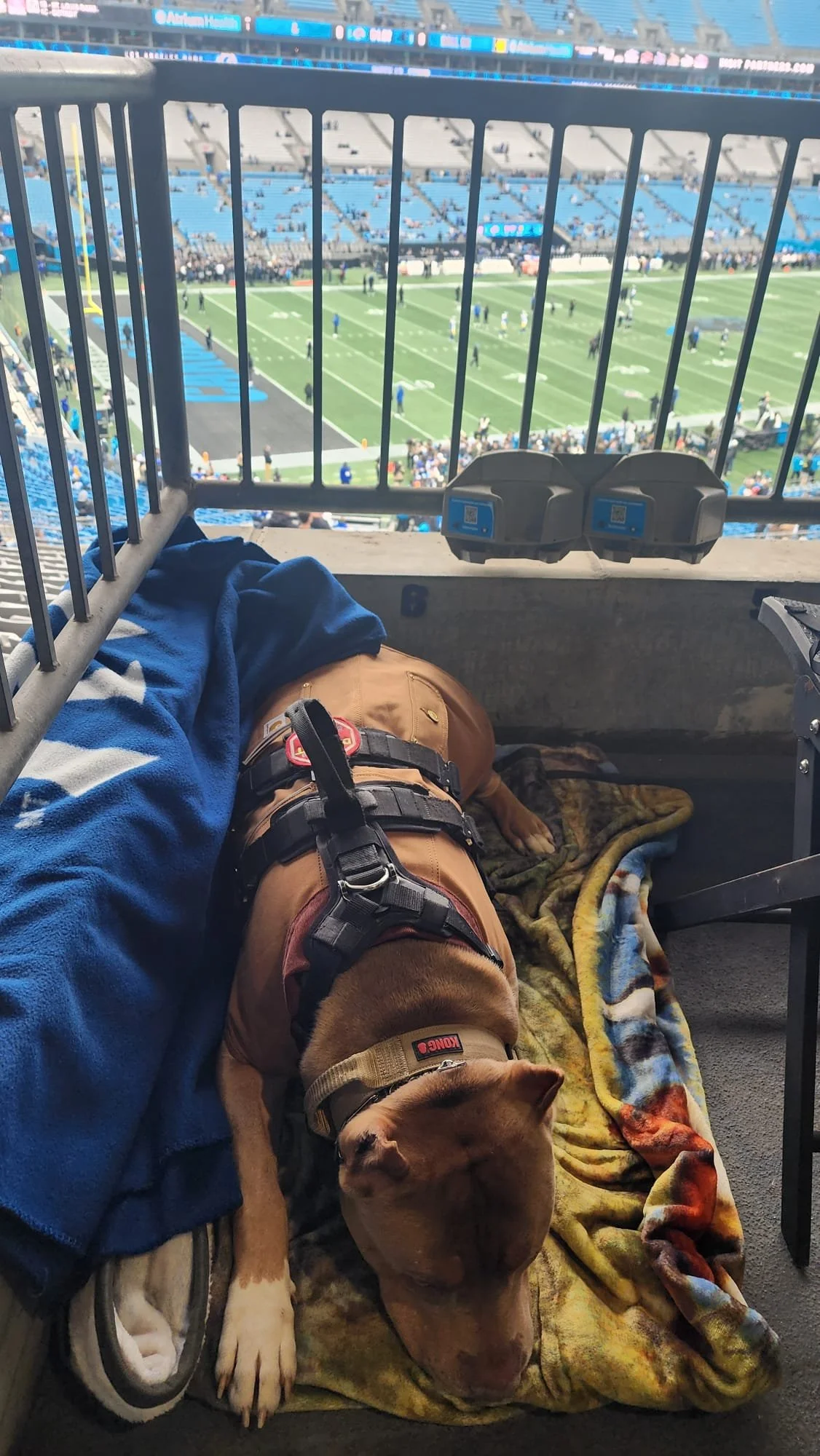 A service dog resting on a blanket in a stadium seating area overlooking a football field, with a blue blanket, a backpack, and electronic devices nearby.