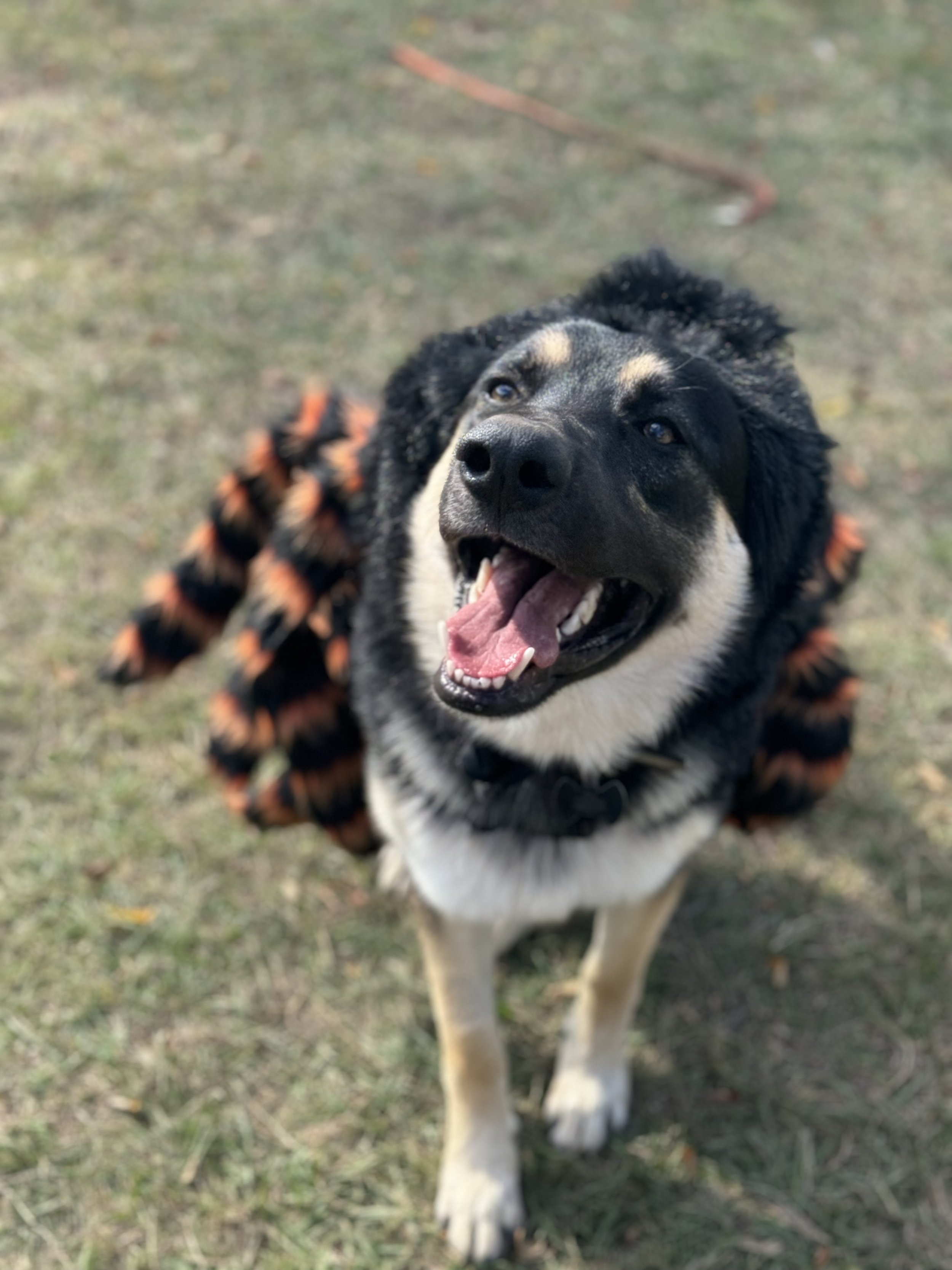A happy dog wearing a Halloween costume with black, orange, and brown stripes, outdoors on grass.