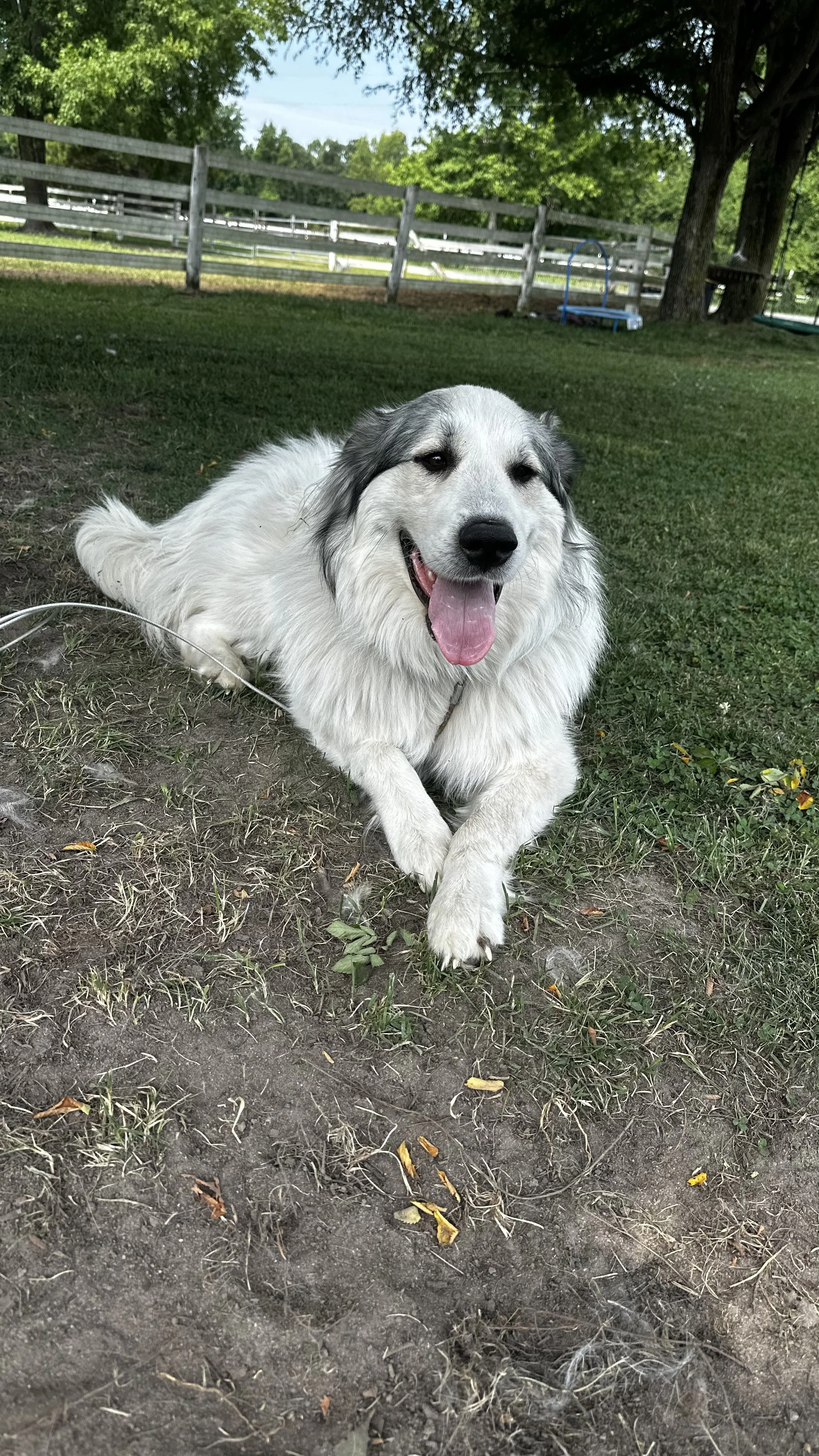 A white and gray fluffy dog laying on the grass and dirt, smiling with its tongue out, in a yard with a wooden fence and trees in the background.