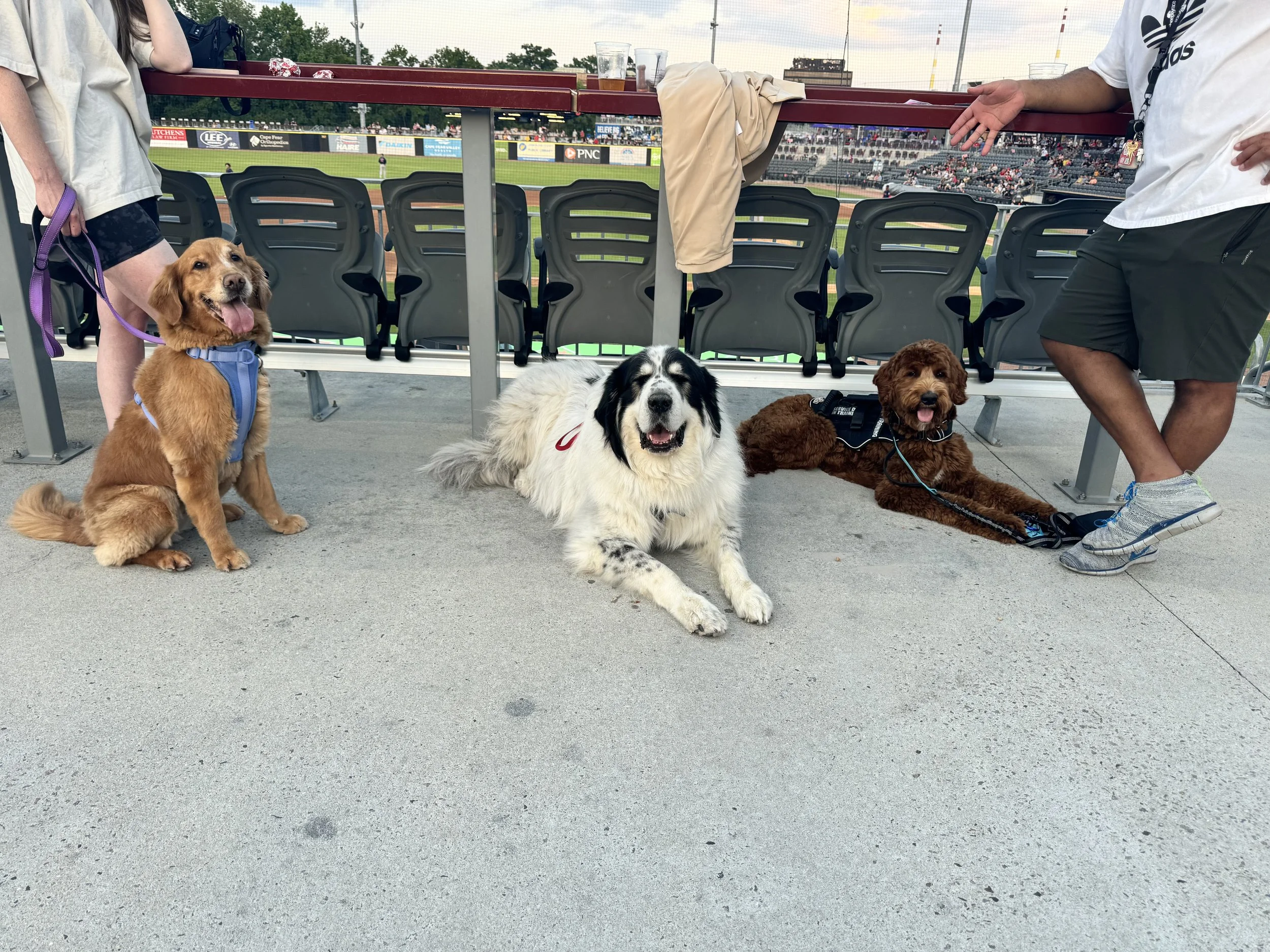 Three dogs sitting and lying on concrete ground at a sports stadium, with two people partially visible on each side, and stadium seats and a baseball field in the background.
