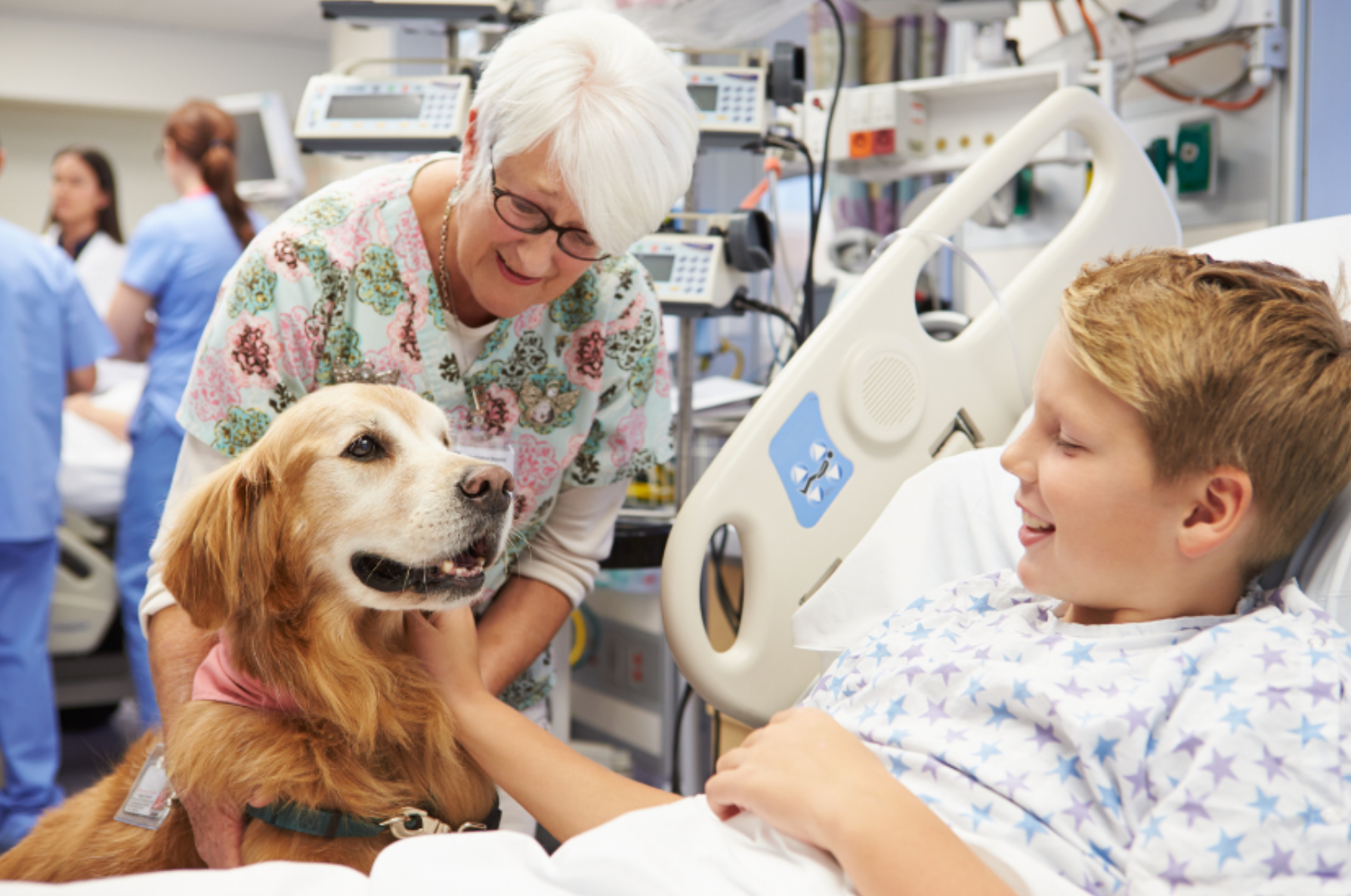 Therapy Dog