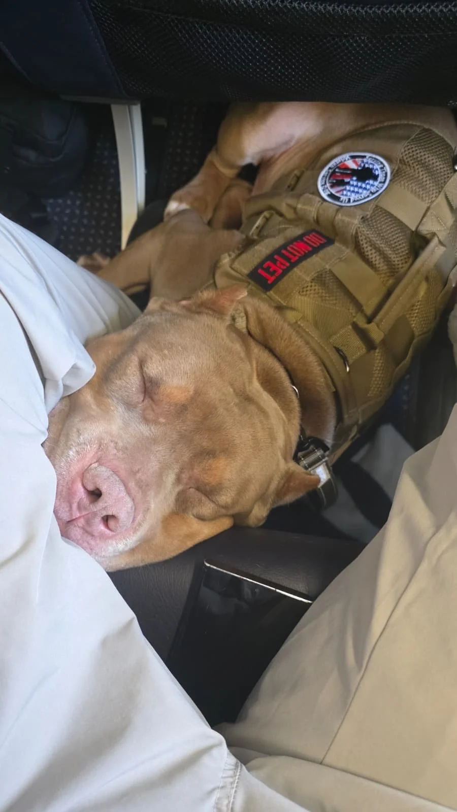 A dog sleeping on a person's lap inside an airplane, wearing a tactical vest with a badge and patches.