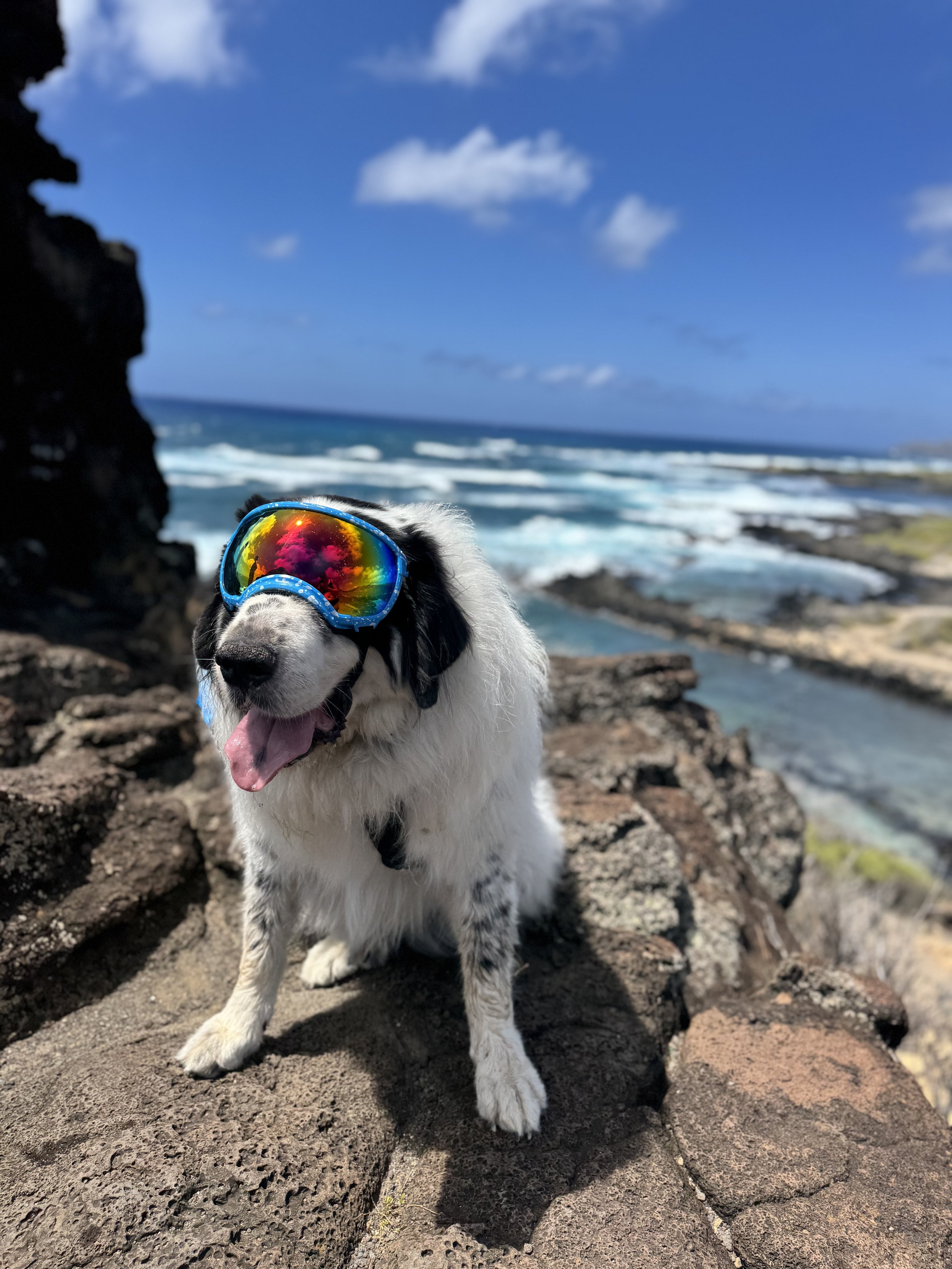 A dog wearing reflective sunglasses sitting on rocks by the ocean under a partly cloudy blue sky.