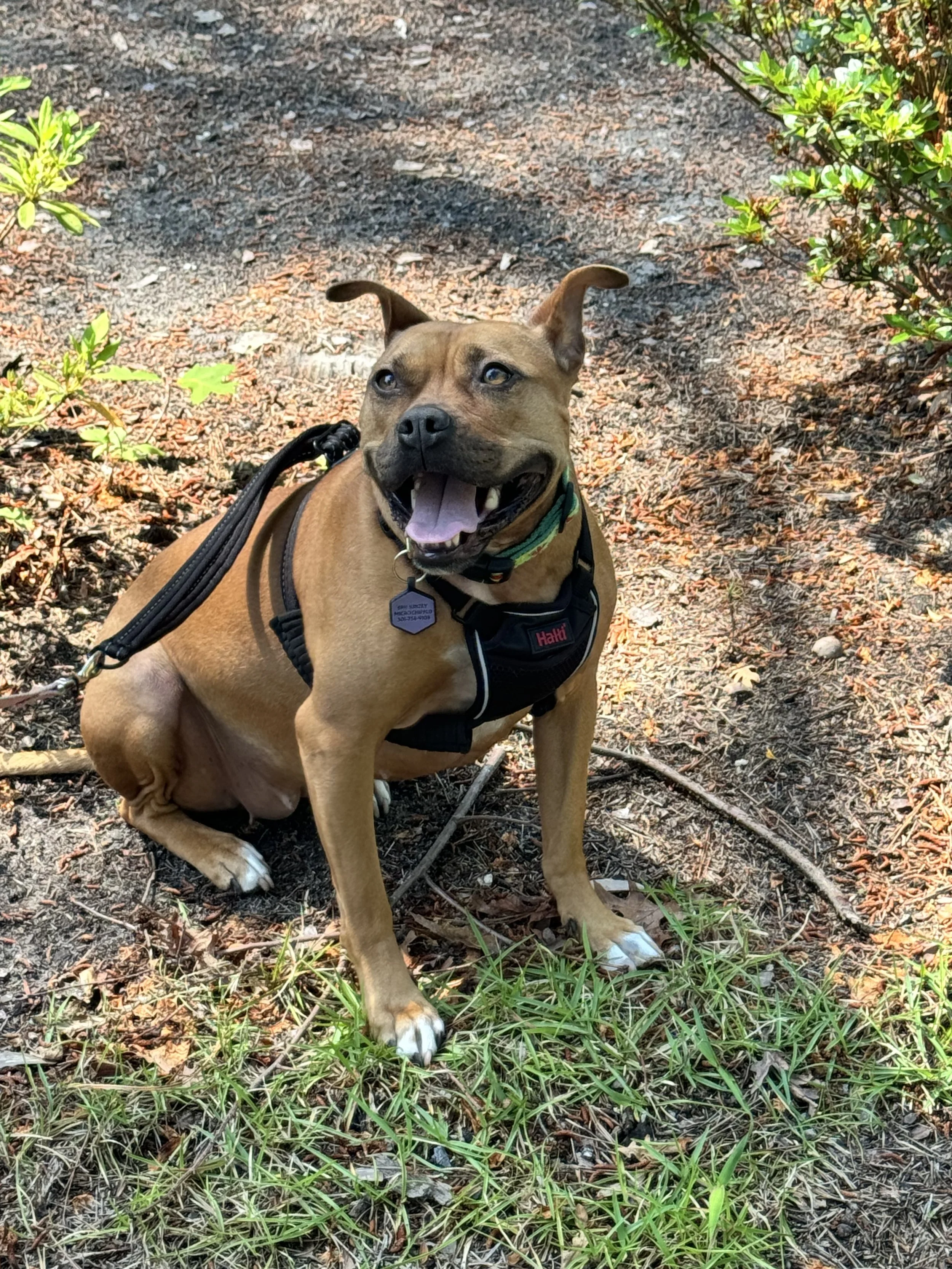 A happy brown dog with a black harness, open mouth, and tongue out, sitting on a dirt and grassy trail in a wooded area.