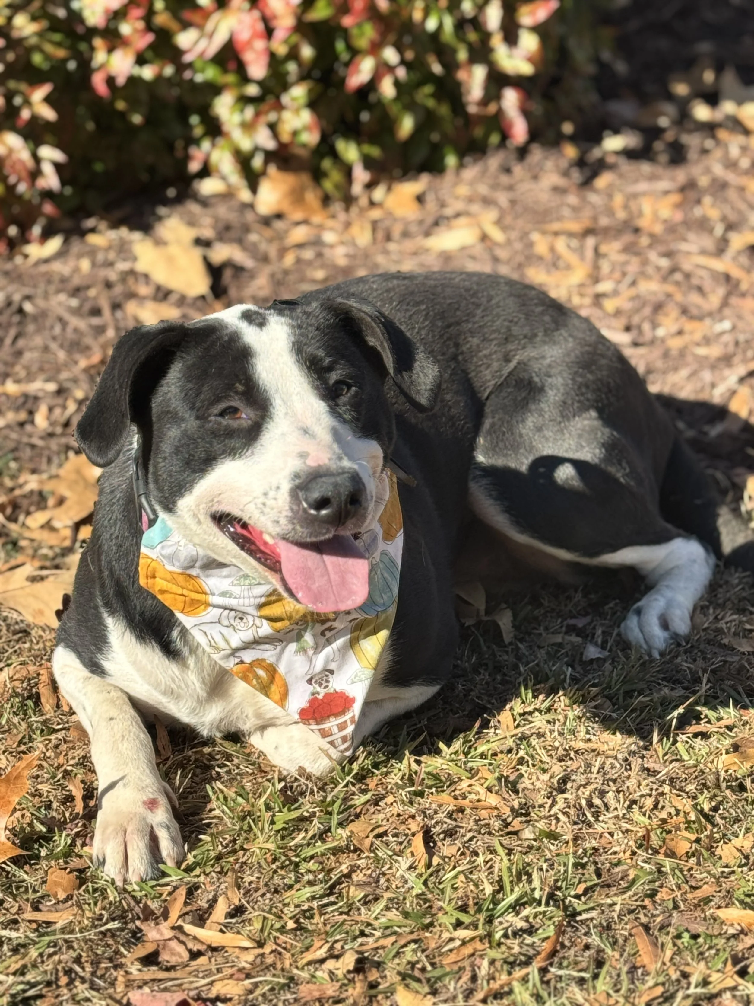 A happy black and white dog lying on the ground covered with autumn leaves and colorful bushes in the background.