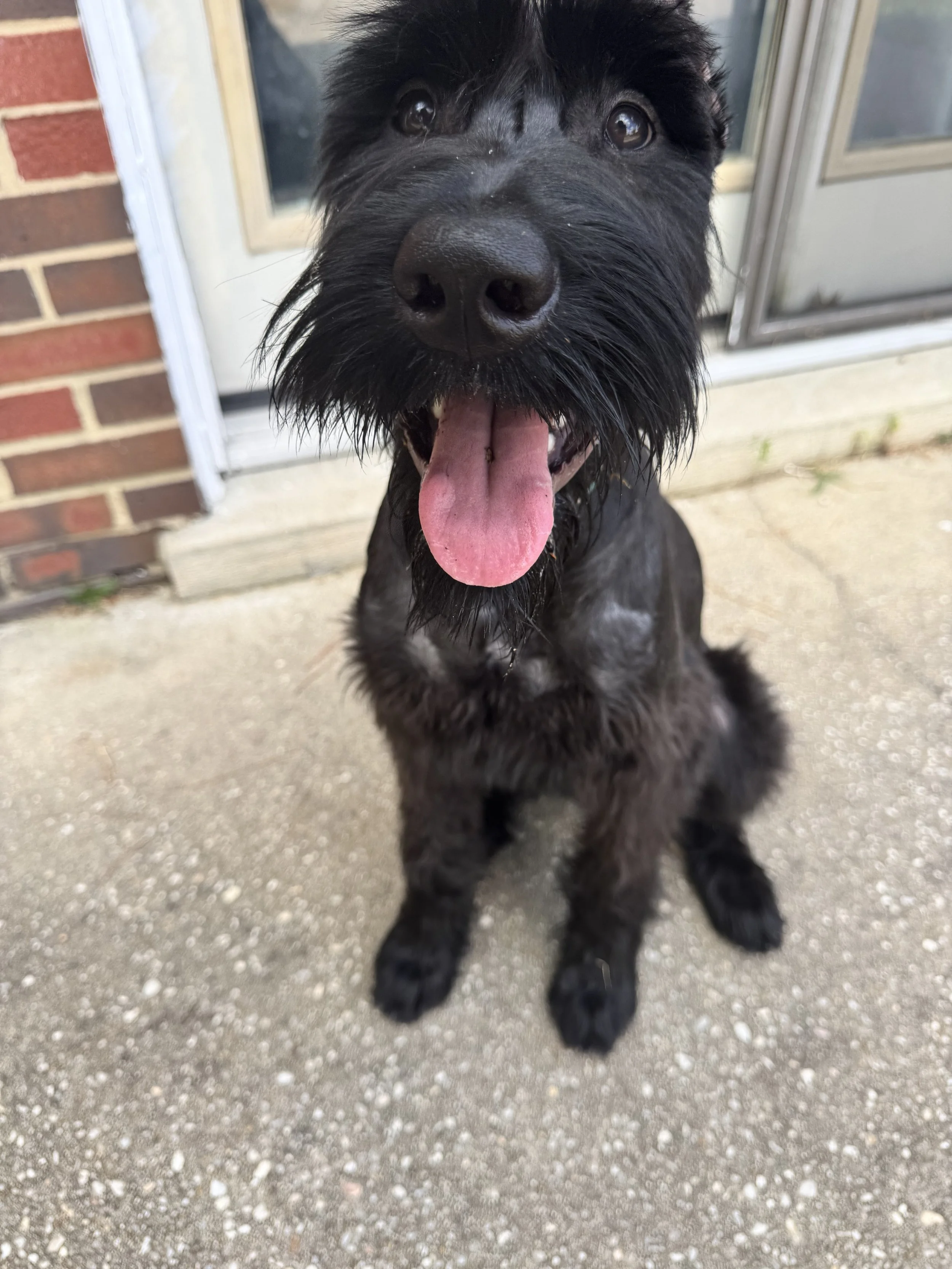 Close-up of a black happy dog sitting outside near a brick building and a glass door, with its tongue out.