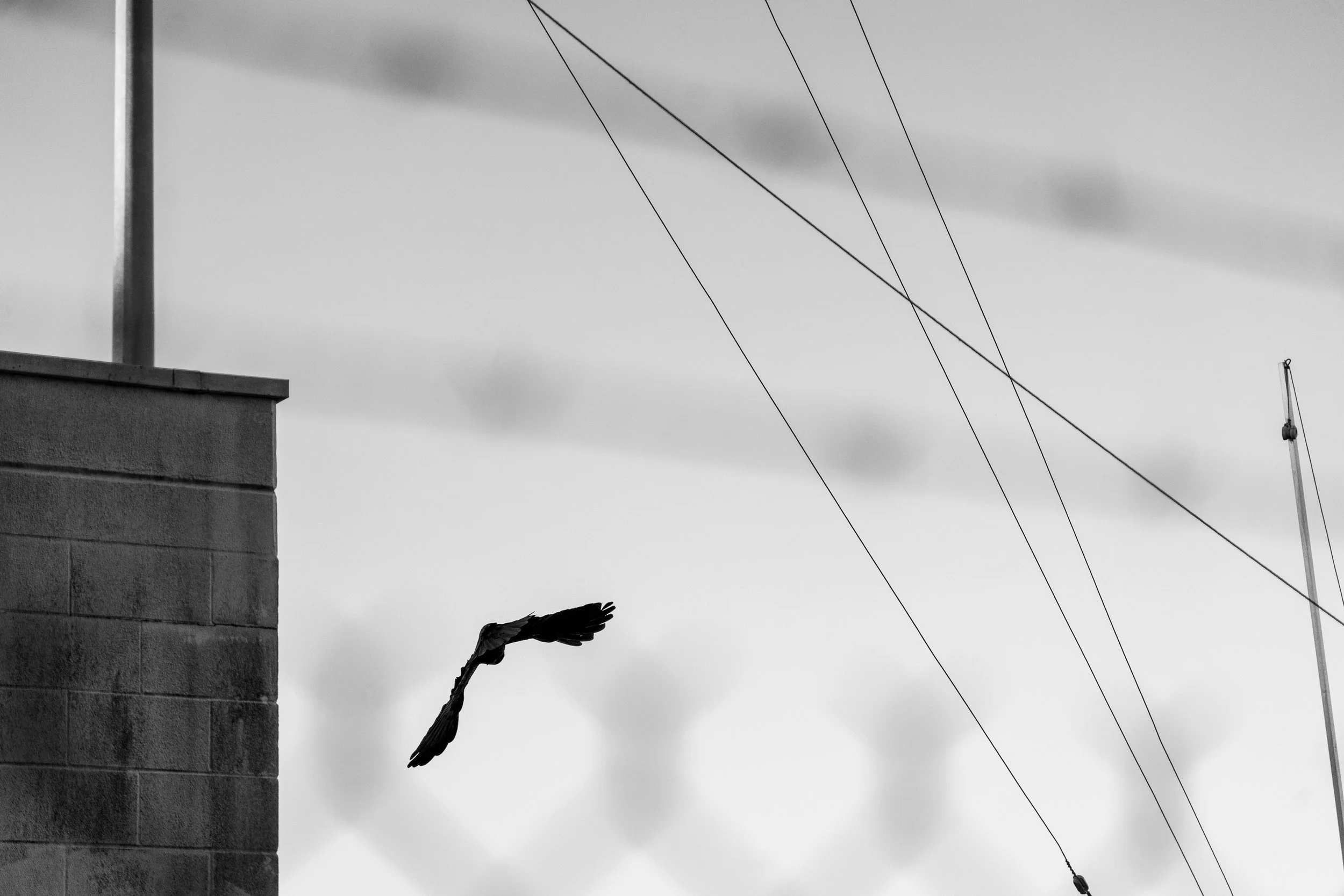 A bird flying near a building with electrical wires in the sky