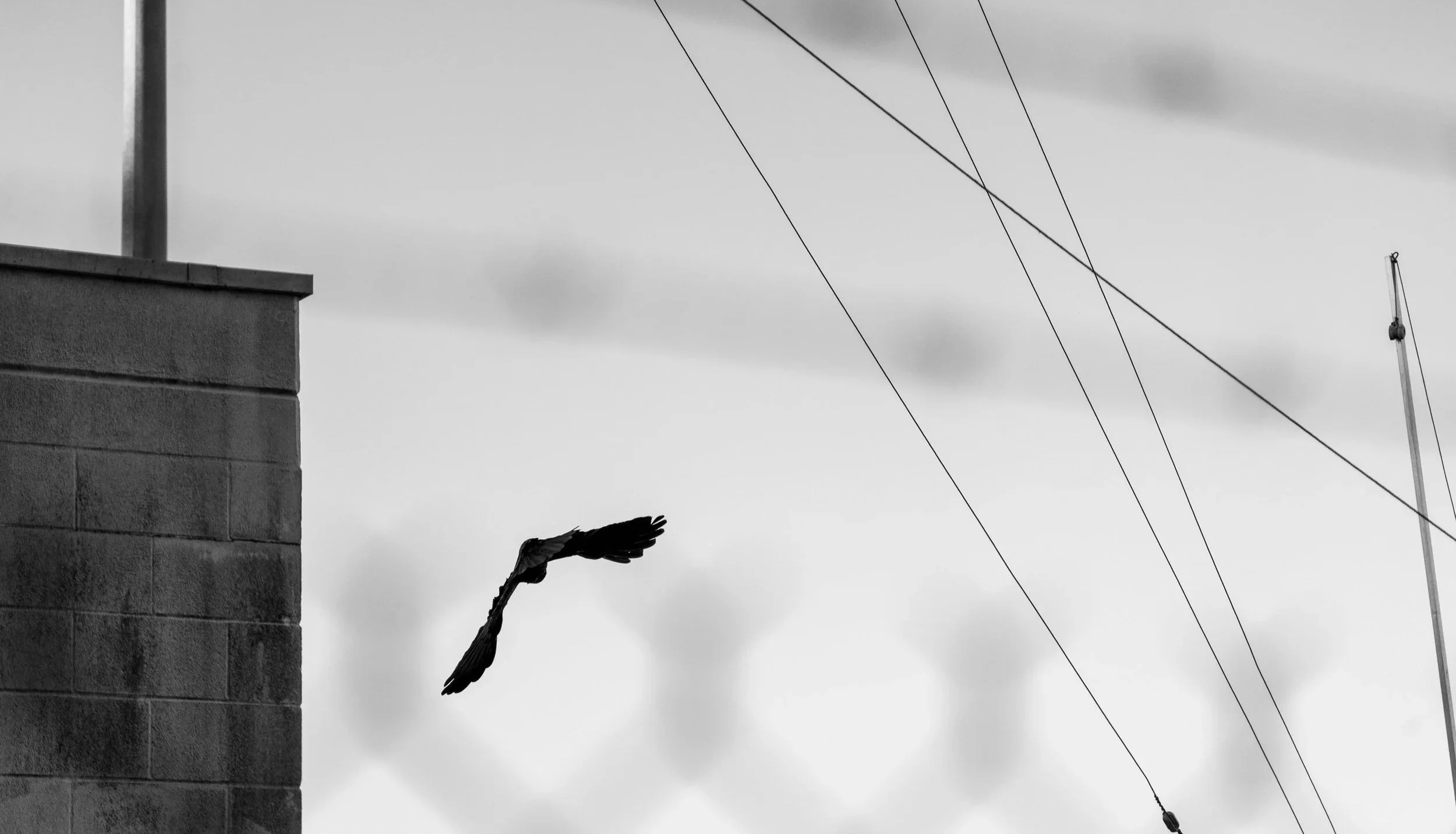 Black and white photo of a bird flying near a building with a chimney, against a cloudy sky with power lines and a boat mast in the background.
