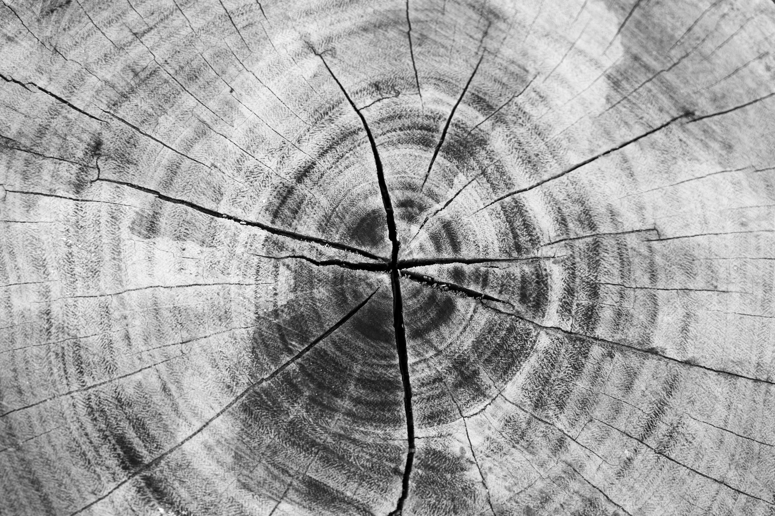Close-up view of a cross section of a wooden log showing growth rings and radial cracks in black and white.
