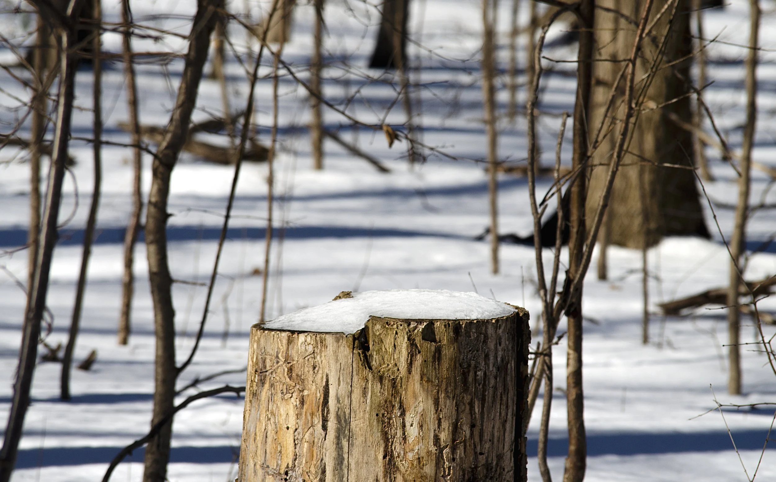 A snow-covered forest landscape in winter, with focus placed on a tree stump blanketed by a smooth layer of fresh snow. Bare trees fill the background.