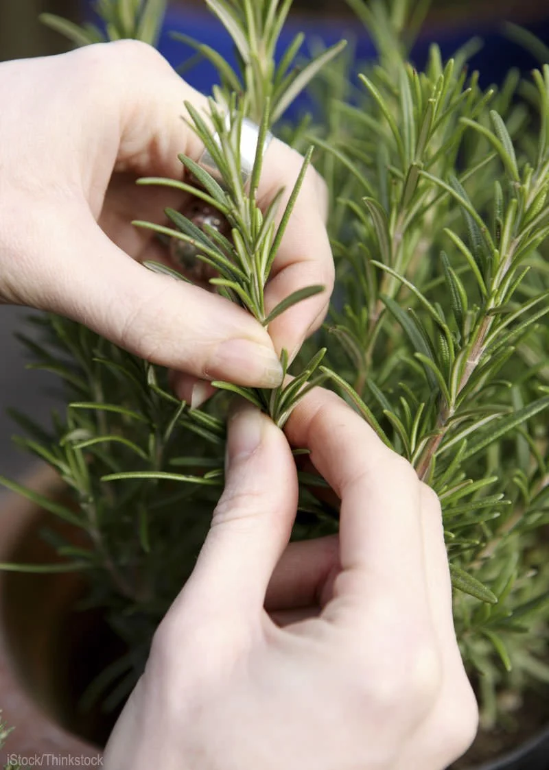 Why Most Witchcraft Herb Content Is Wrong