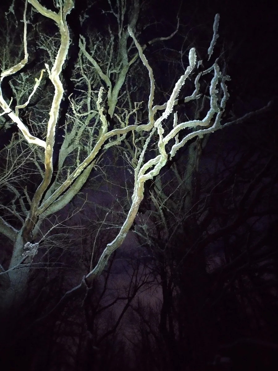 Nighttime view of leafless trees illuminated by a flashlight or spotlight, with dark sky in the background.