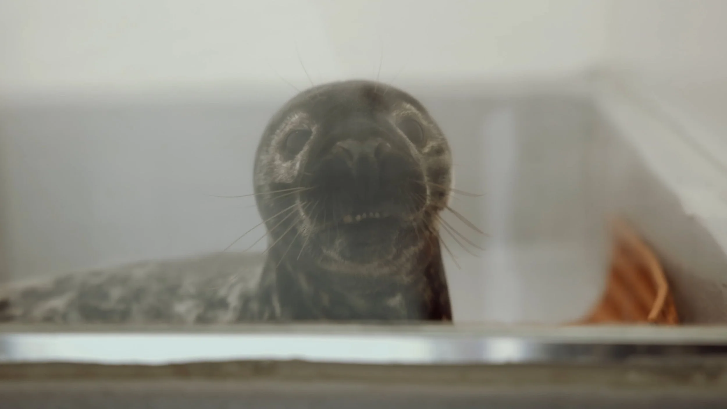 Marine Mammal Stranding Center (Documentary)