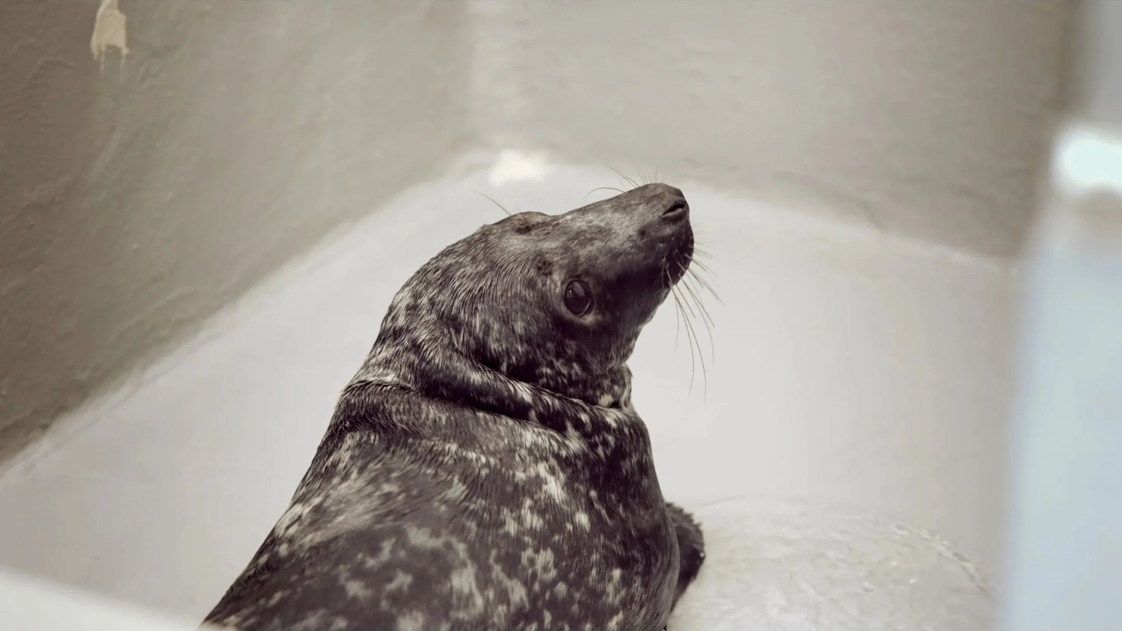 A grey and black speckled seal lying in a white bathtub, looking upward.