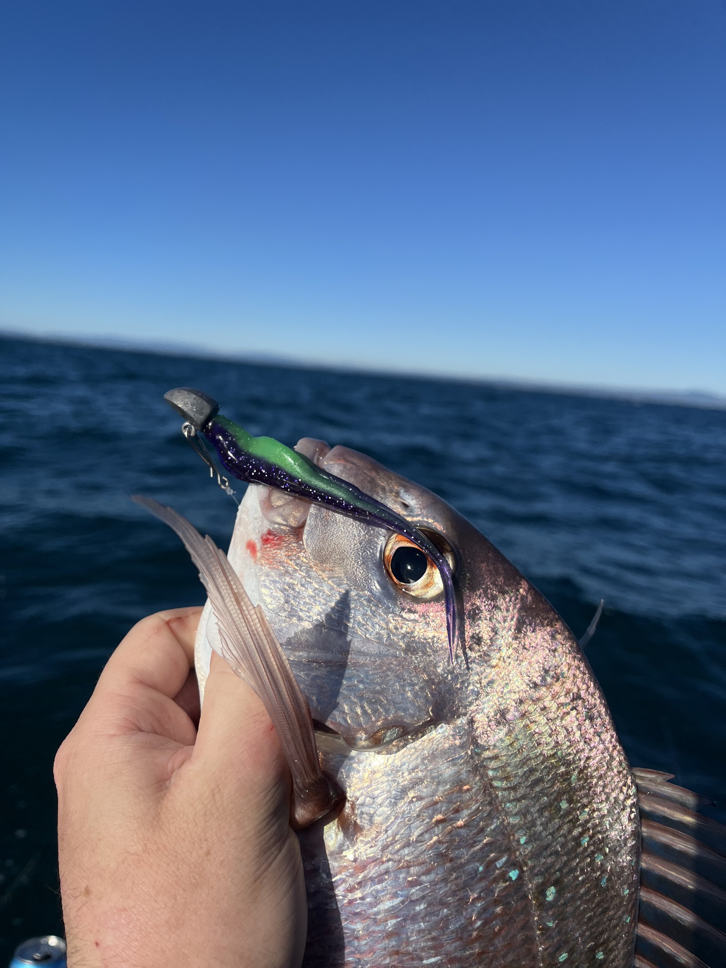 IMG_4264.jpeg