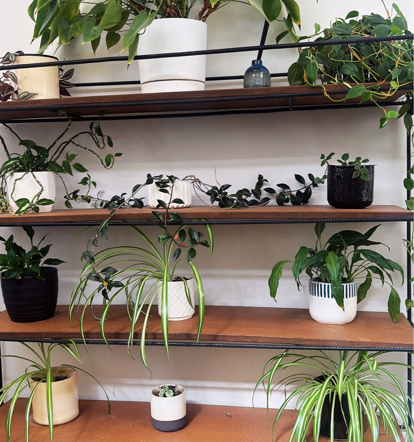 Multiple houseplants in various pots on wooden shelves, featuring green leaves and trailing vines.