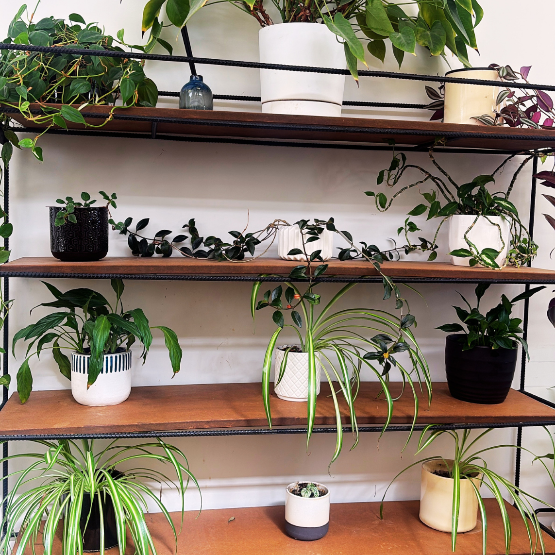 Various potted houseplants on wooden and metal shelves against a white wall.